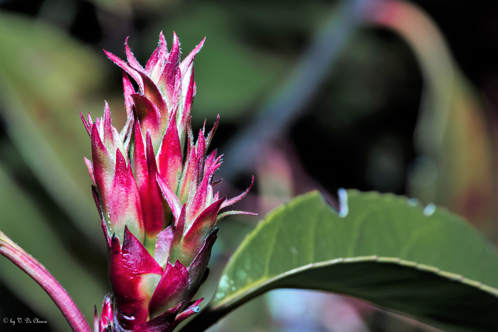 Canon EF 100mm F2.8L Macro IS USM sample photo. Piantina photography