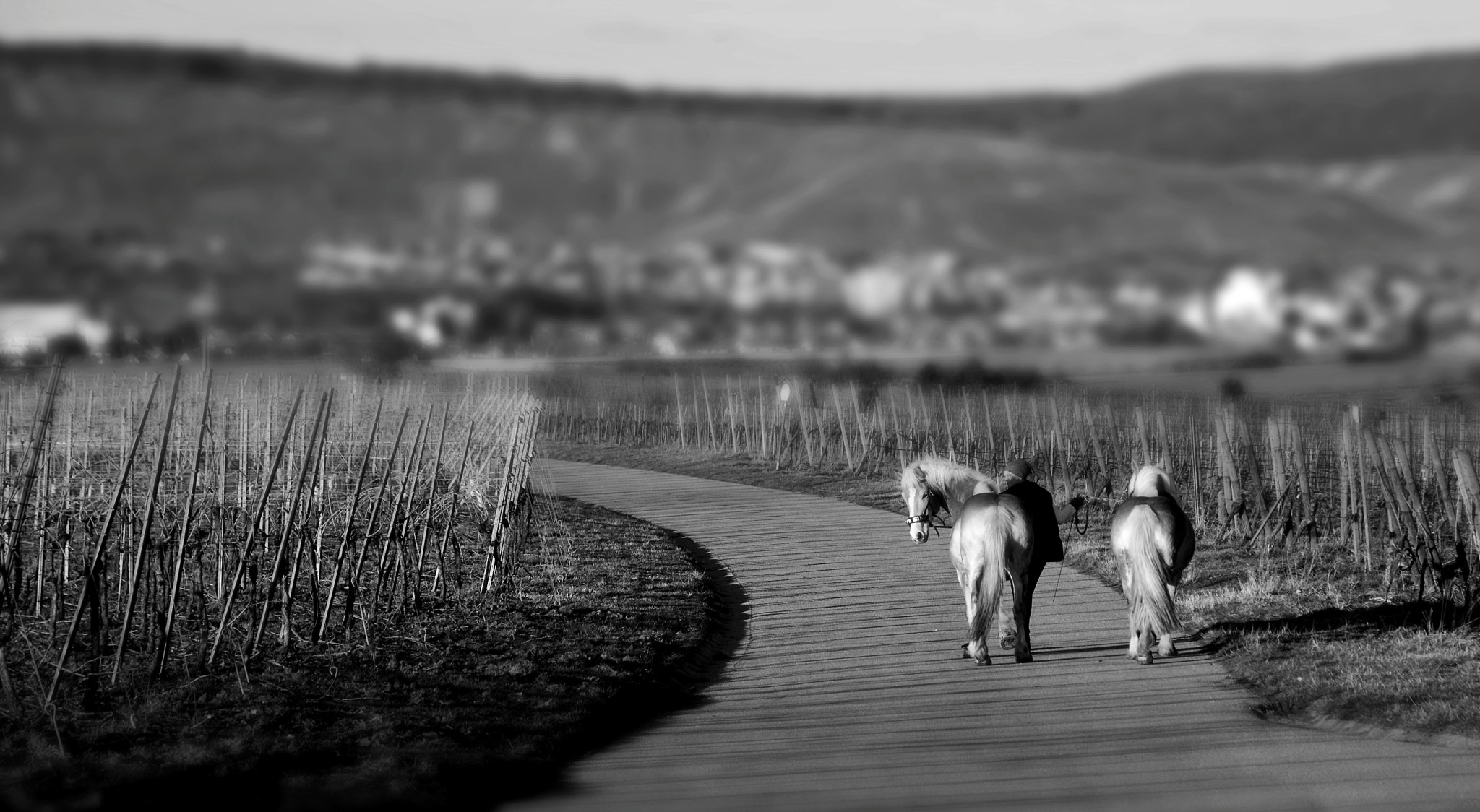 Sigma 17-70mm F2.8-4 DC Macro OS HSM | C sample photo. Walking the horses photography