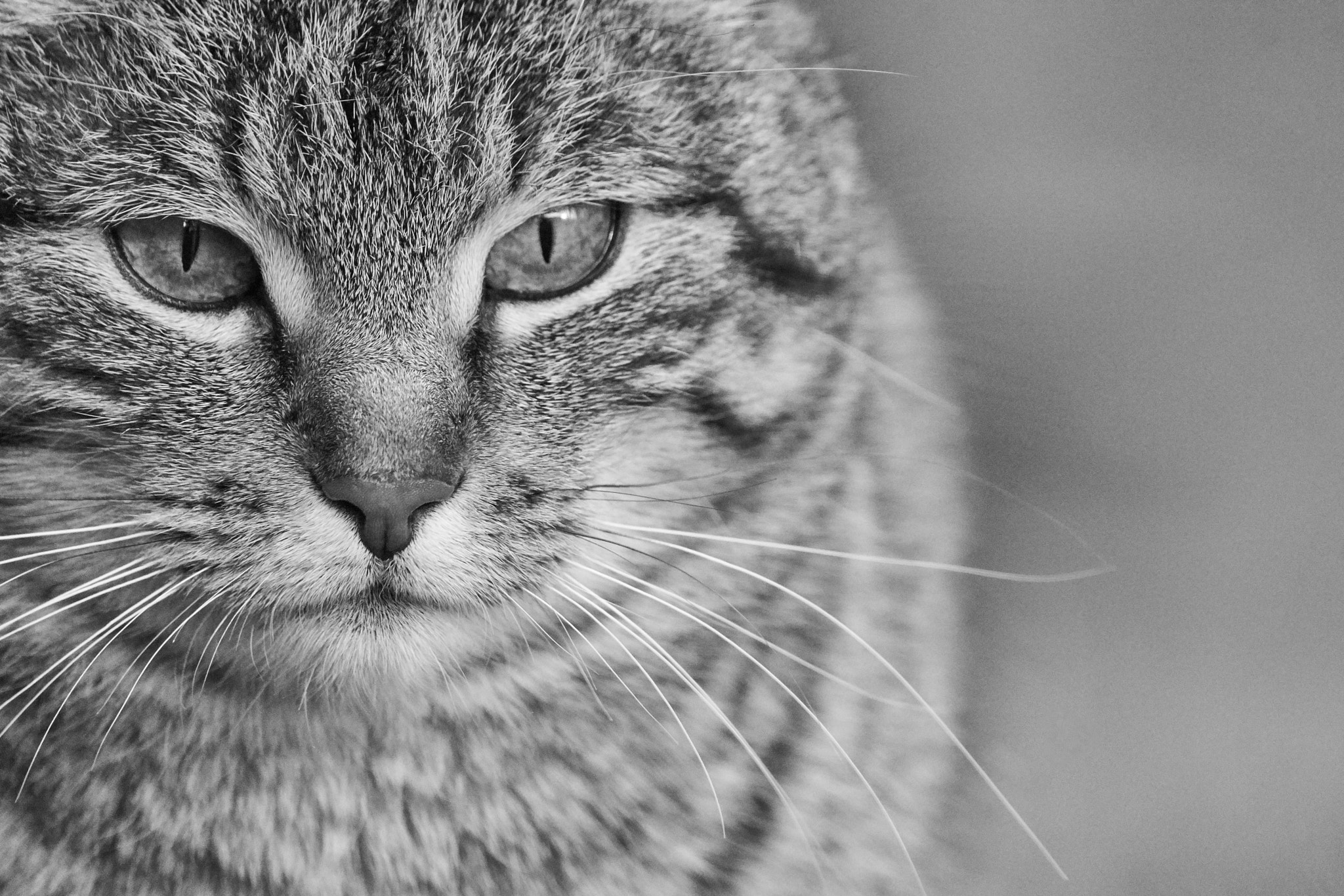 150-600mm F5-6.3 DG OS HSM | Contemporary 015 sample photo. Black & white beauty photography