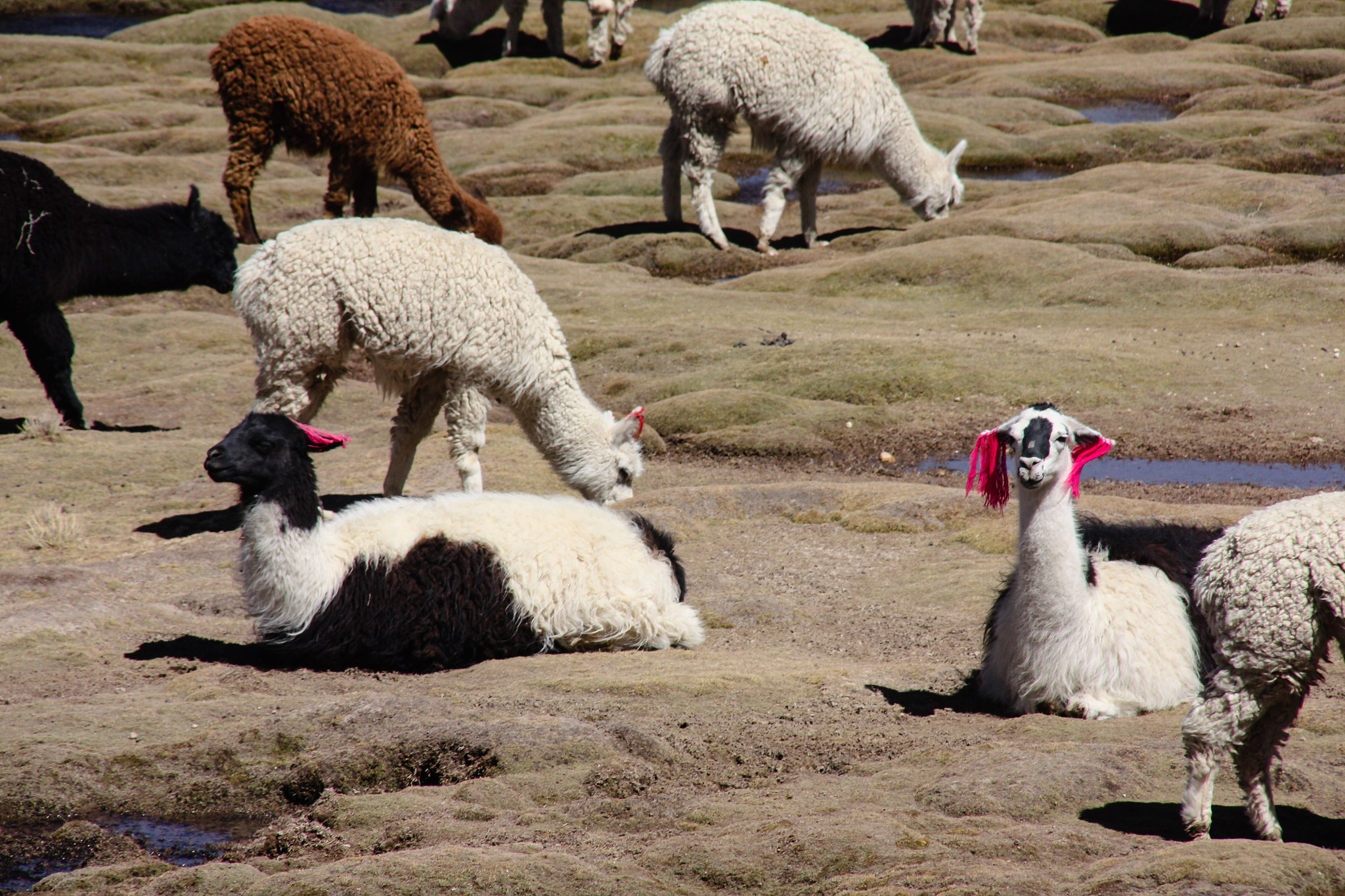 Canon EOS 450D (EOS Rebel XSi / EOS Kiss X2) + Sigma 18-200mm f/3.5-6.3 DC OS sample photo. Alpaca or lama patchwork photography