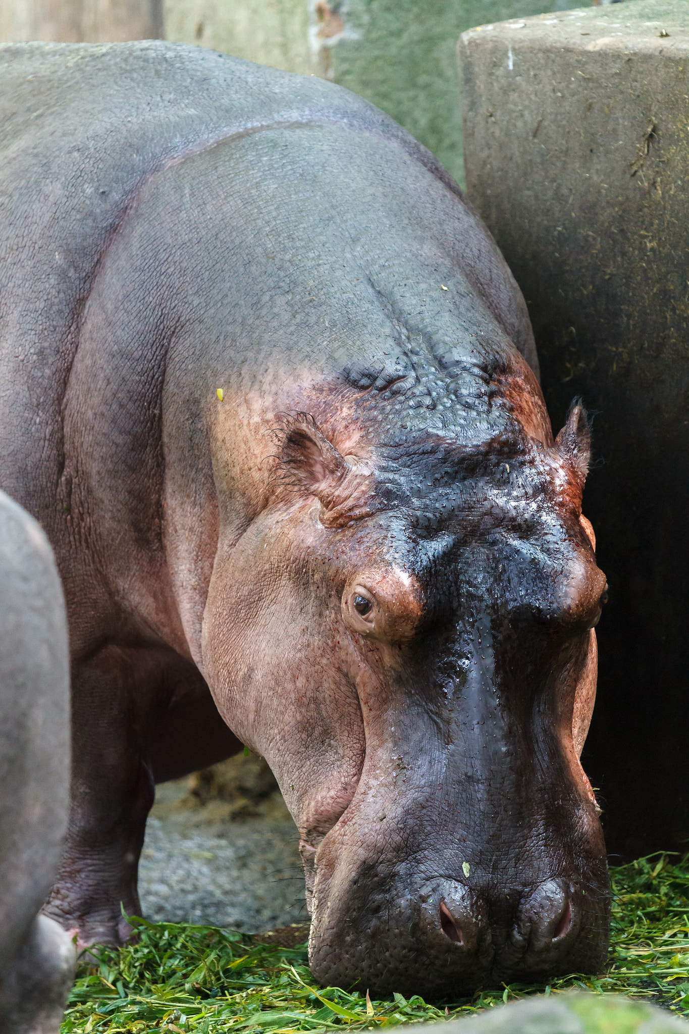 Canon EOS 7D + Canon EF 70-200mm F4L IS USM sample photo. Hippo photography
