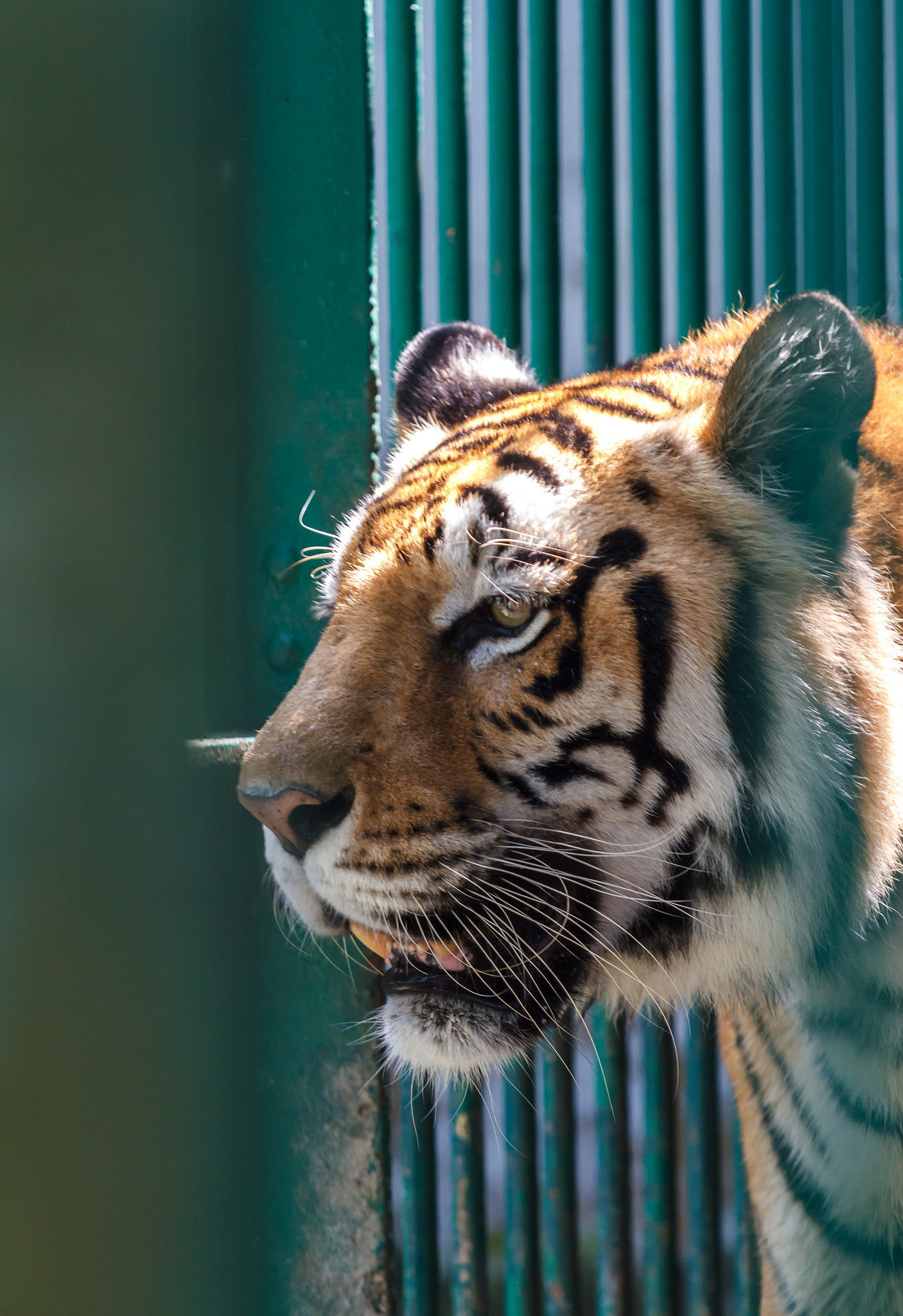 Canon EOS 7D + Canon EF 70-200mm F4L IS USM sample photo. Tiger photography