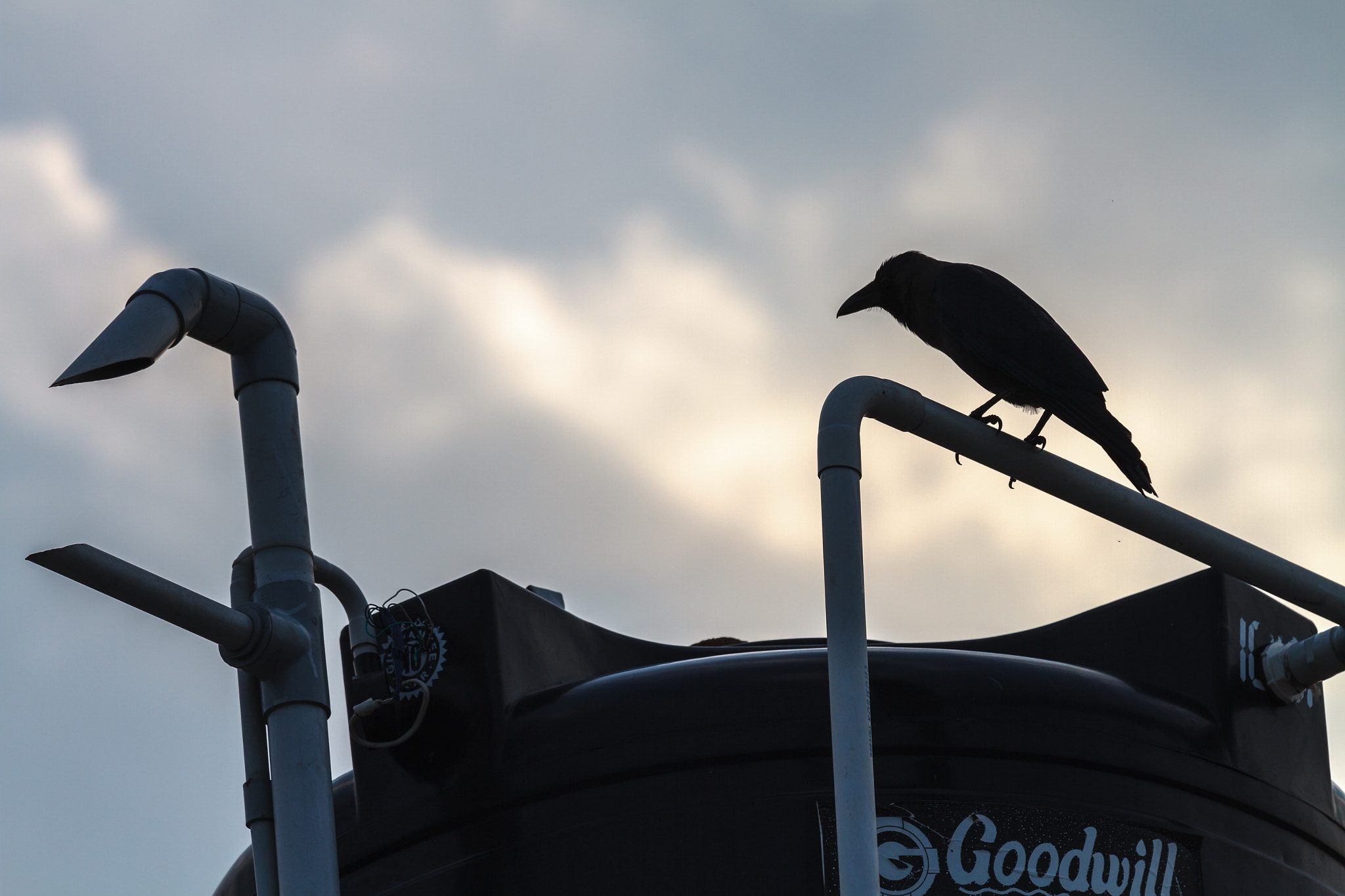 Canon EOS 7D + Canon EF 70-200mm F4L IS USM sample photo. Crow photography