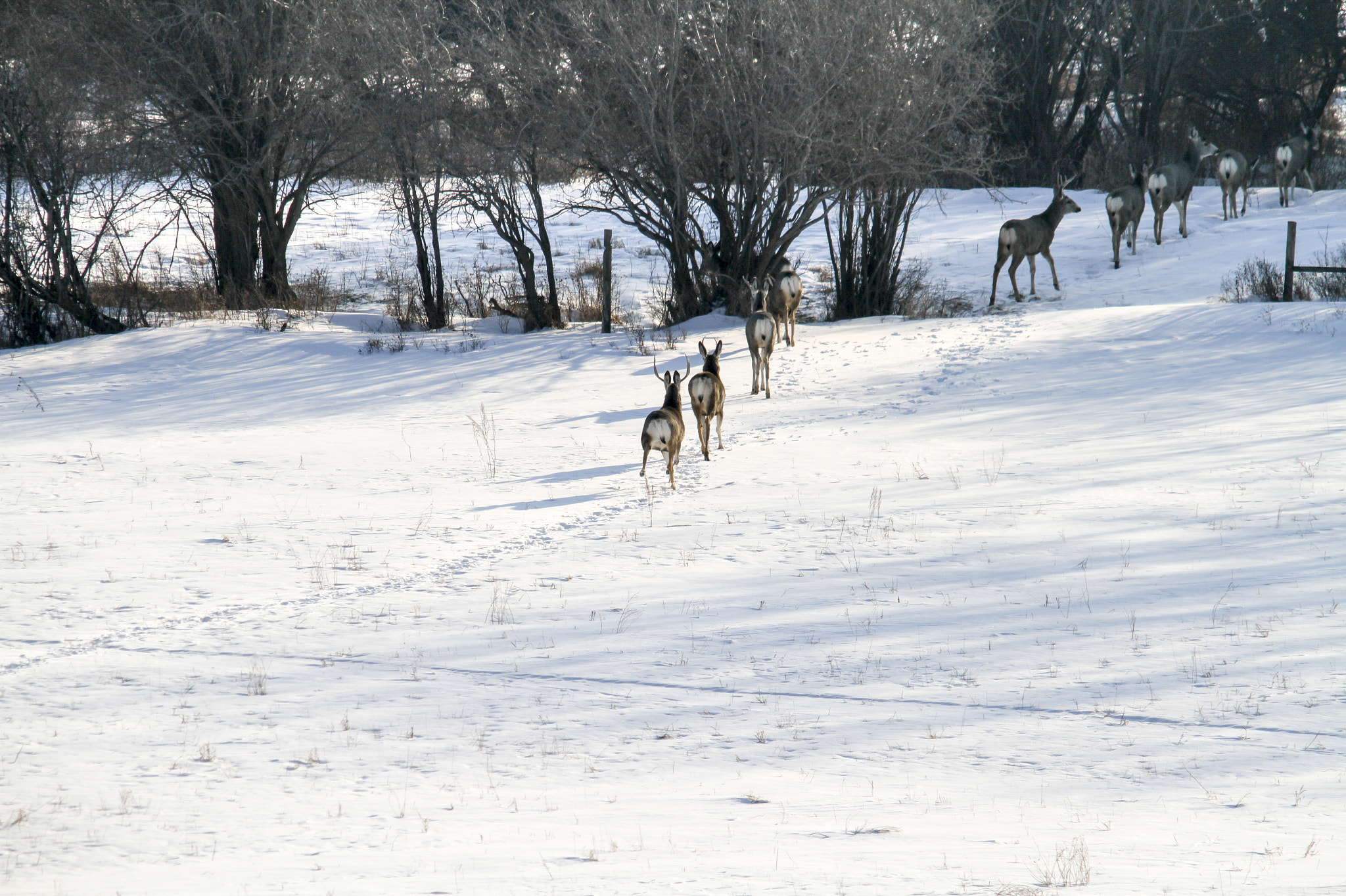 Canon EOS 7D + Sigma 150-500mm F5-6.3 DG OS HSM sample photo. A line of deer photography