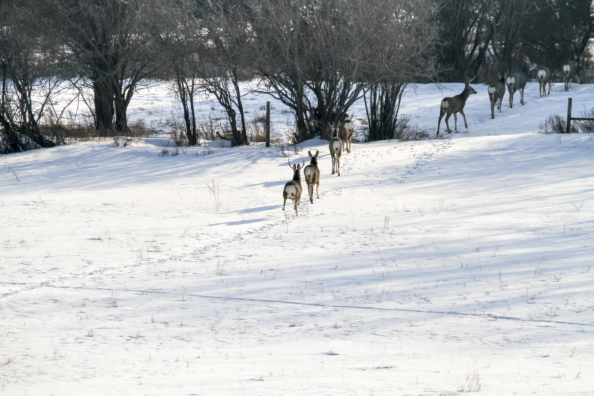 Sigma 150-500mm F5-6.3 DG OS HSM sample photo. A line of deer photography
