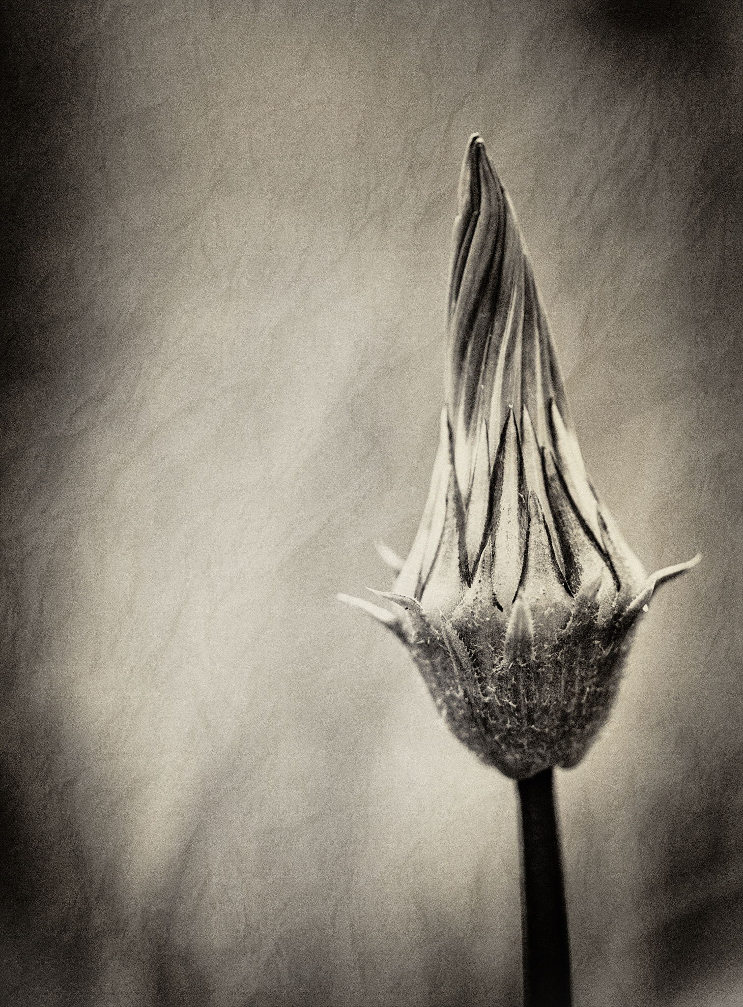 Canon EF 100mm F2.8 Macro USM sample photo. Sepia flower bud by fernandoar.com photography
