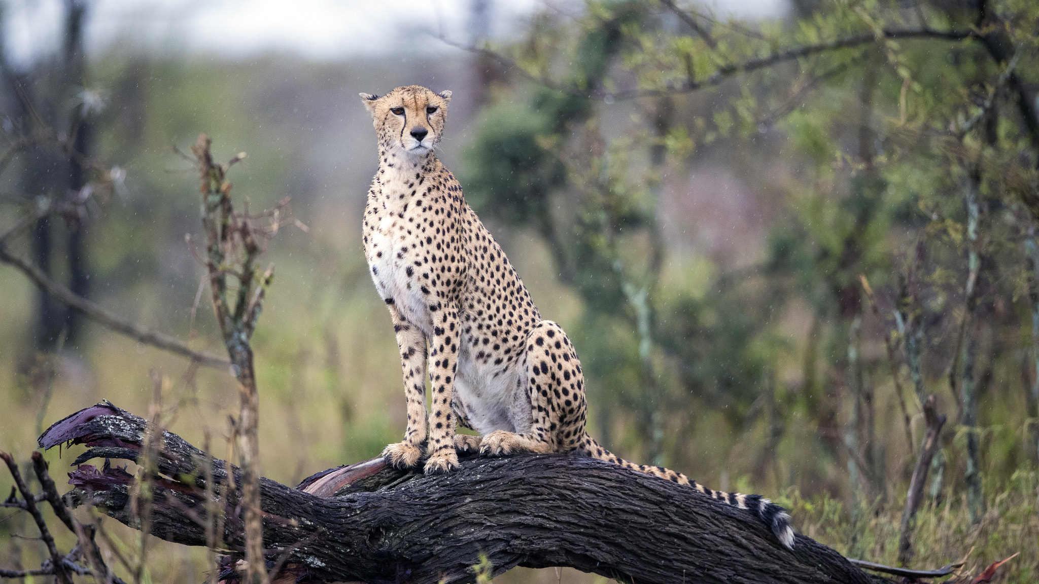 Canon EF 500mm F4L IS II USM sample photo. Standing at the rain photography