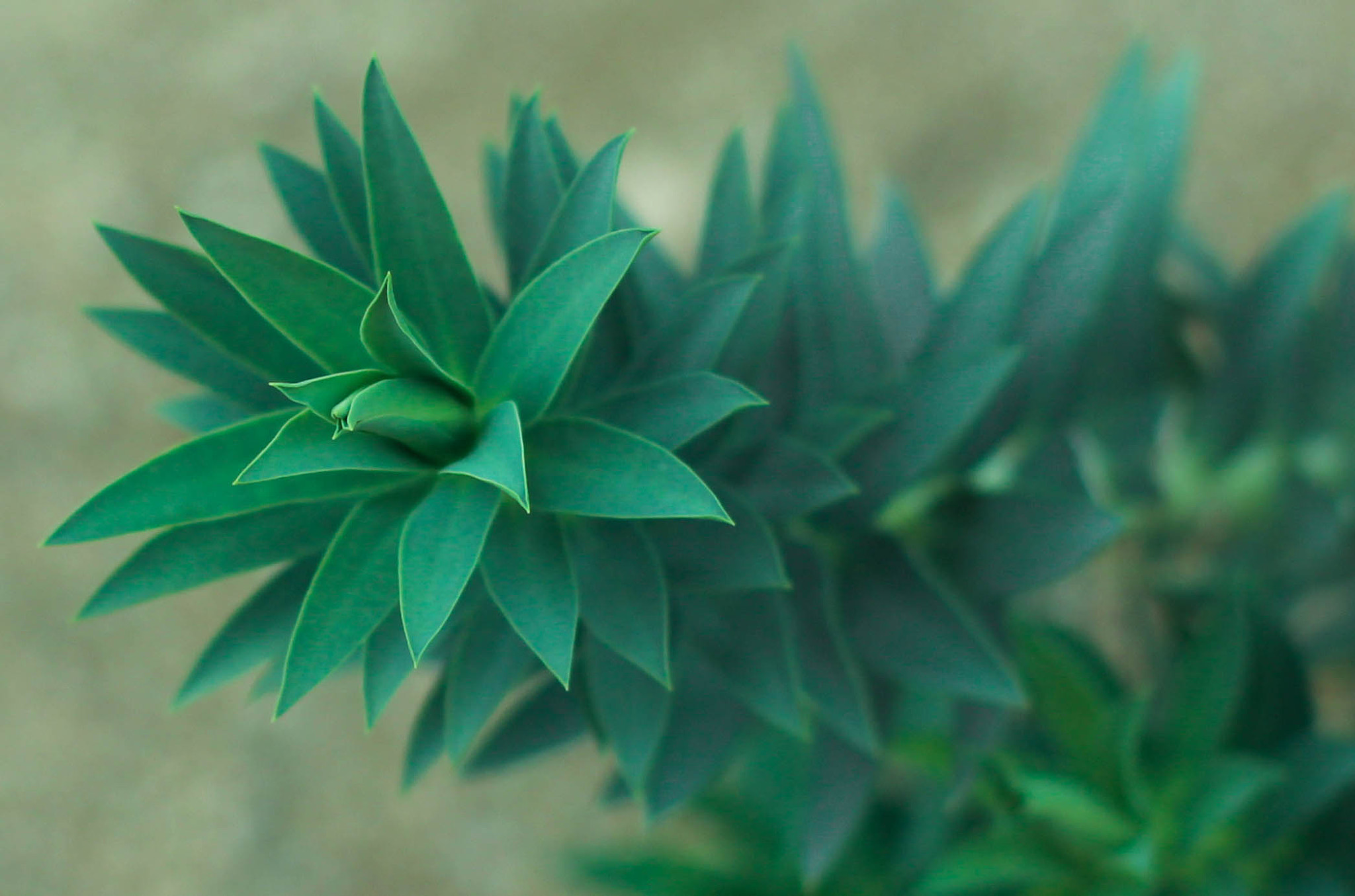 Canon EF 50mm F1.4 USM sample photo. Le plante photography