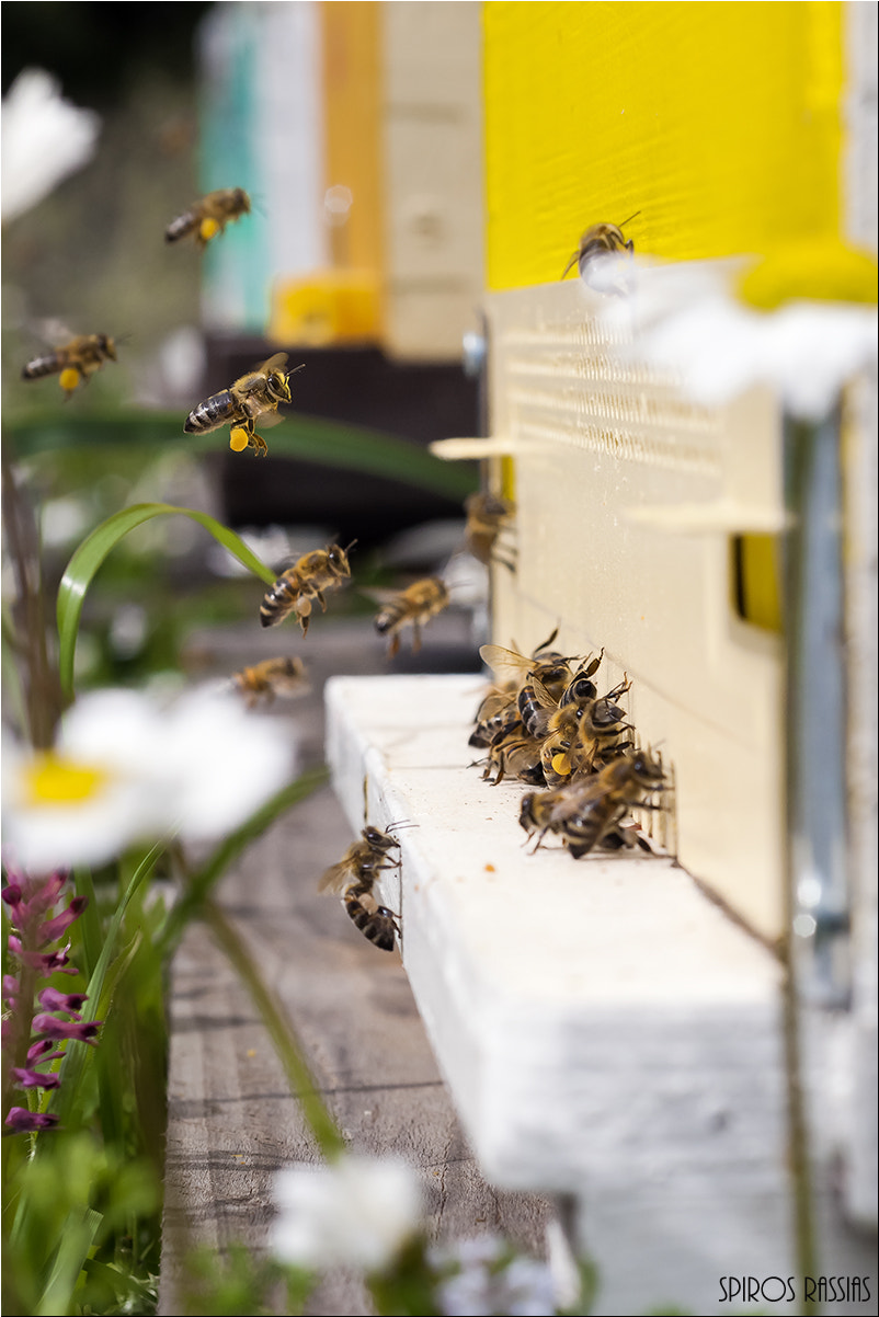 Nikon AF Micro-Nikkor 60mm F2.8D sample photo. Bees photography