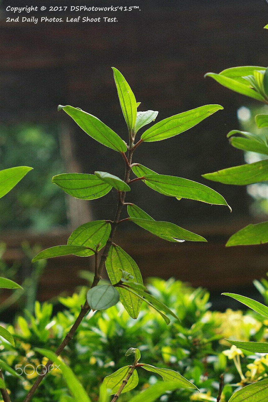 Pentax K-30 sample photo. 2nd daily photos. leaf shoot test. photography