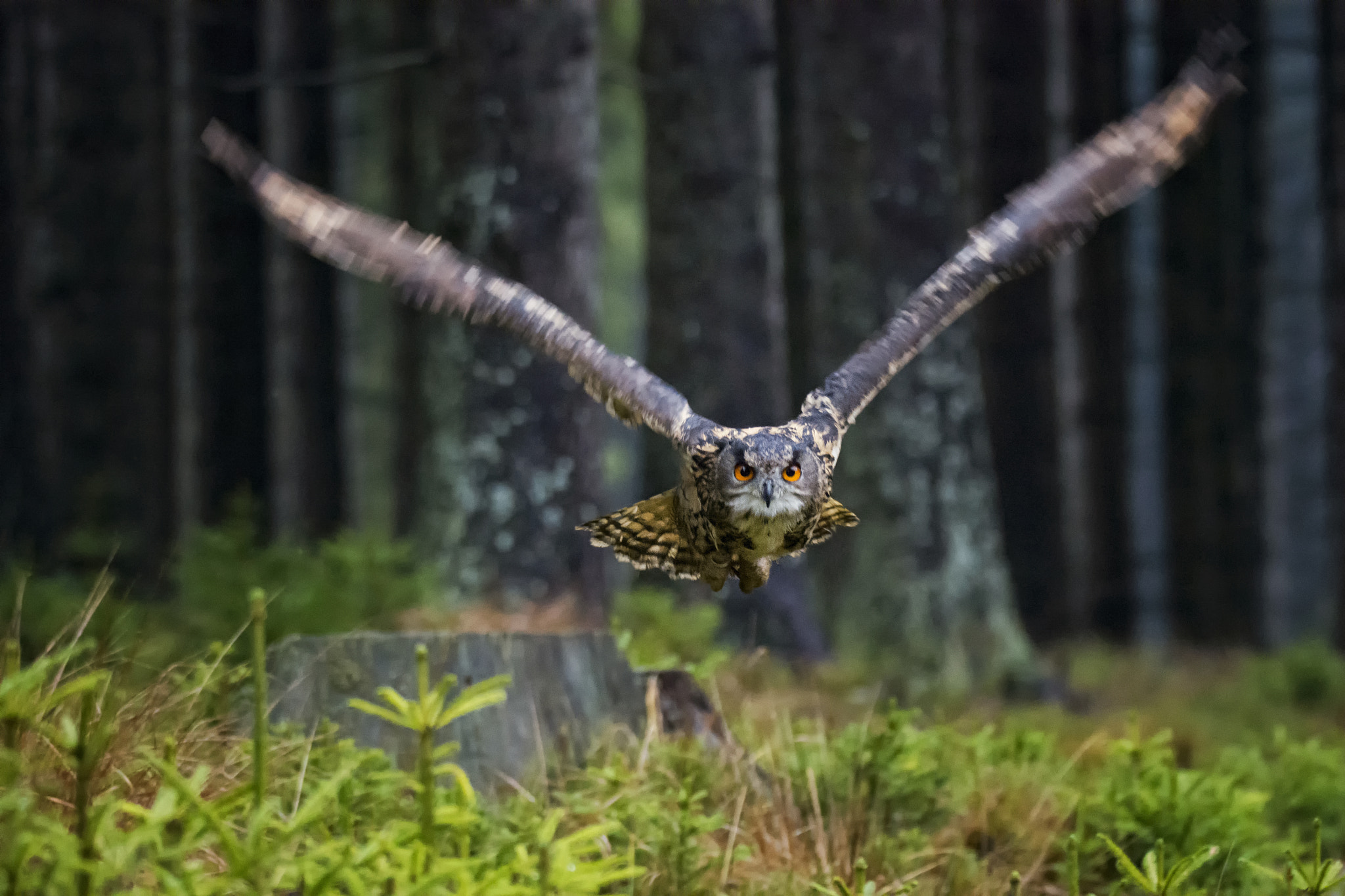 Nikon D7100 + Sigma 150-600mm F5-6.3 DG OS HSM | S sample photo. Eagle owl (bubo bubo) photography