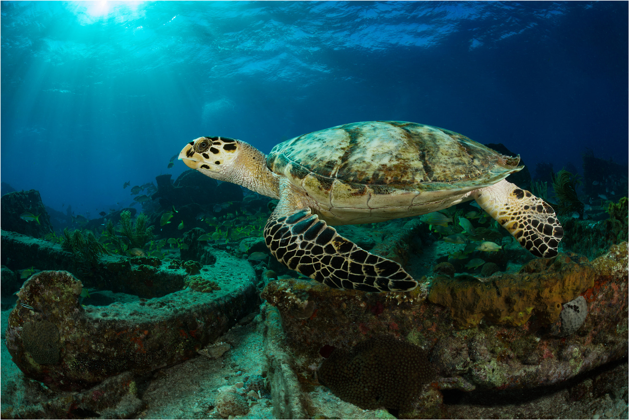 Nikon D800E + Nikon AF Fisheye-Nikkor 16mm F2.8D sample photo. Turtle and wreck photography