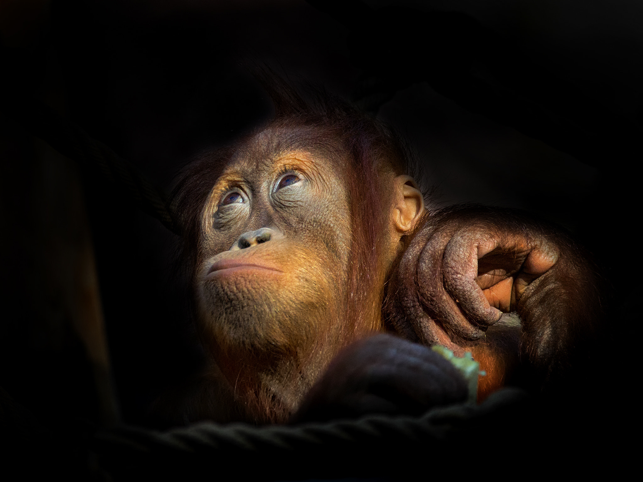 150-600mm F5-6.3 DG OS HSM | Contemporary 015 sample photo. Little orangutan... photography
