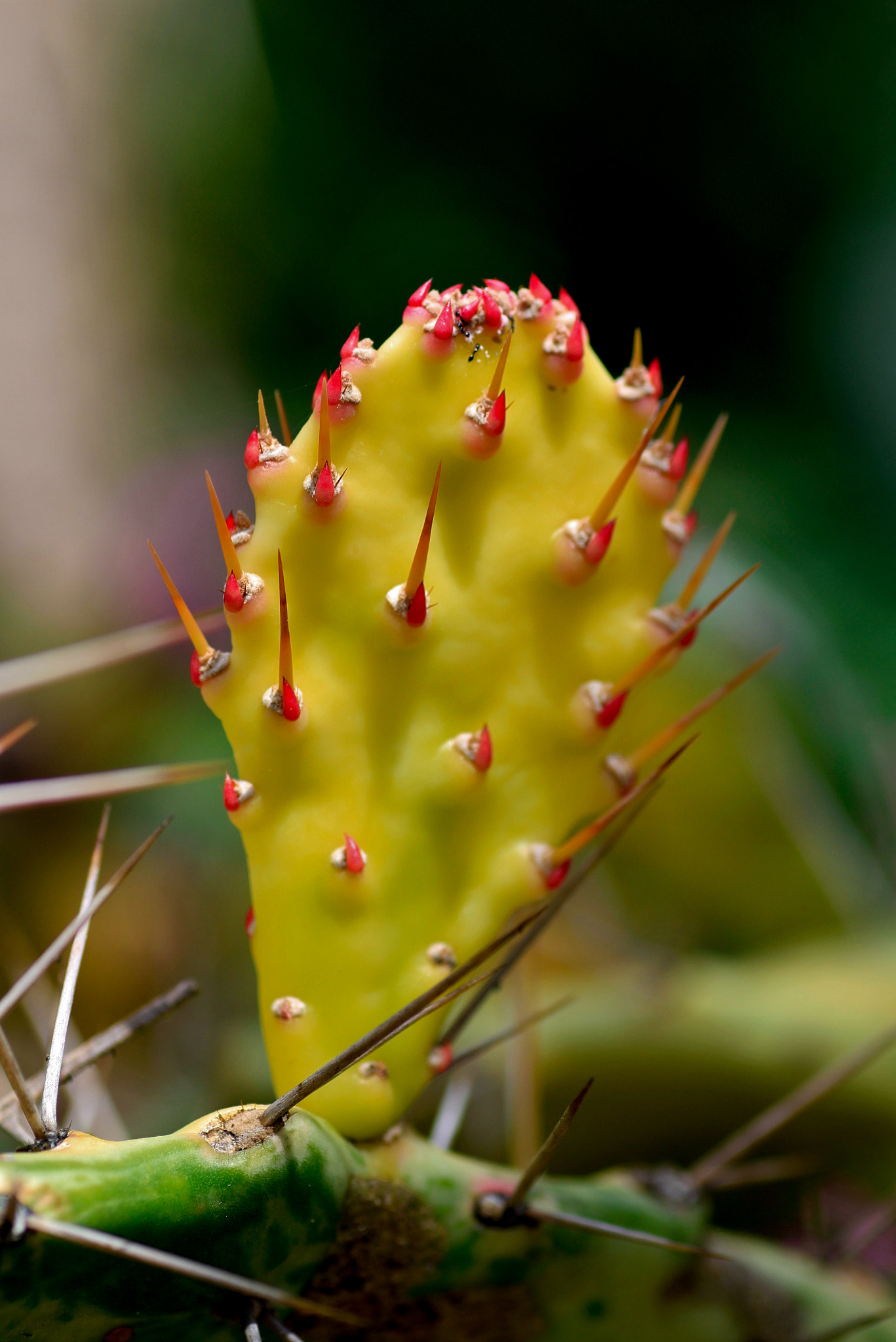 Canon EOS 7D + Tamron SP AF 90mm F2.8 Di Macro sample photo. Cactus photography