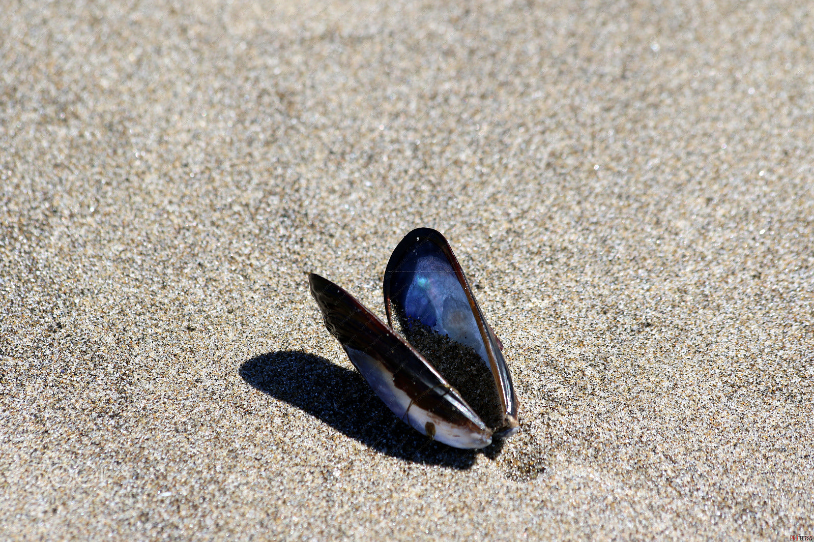 Canon EOS 7D Mark II sample photo. Shell in the sand photography