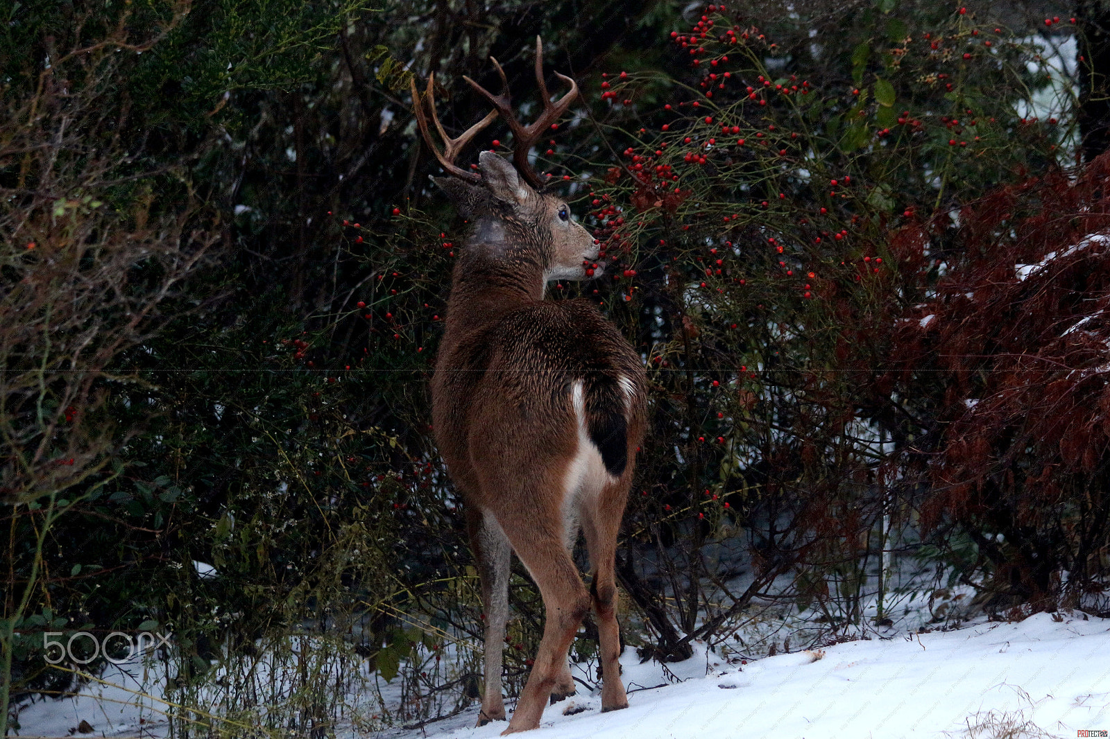 Canon EOS 7D Mark II + Canon EF 70-300mm F4-5.6 IS USM sample photo. Buck in a bush photography