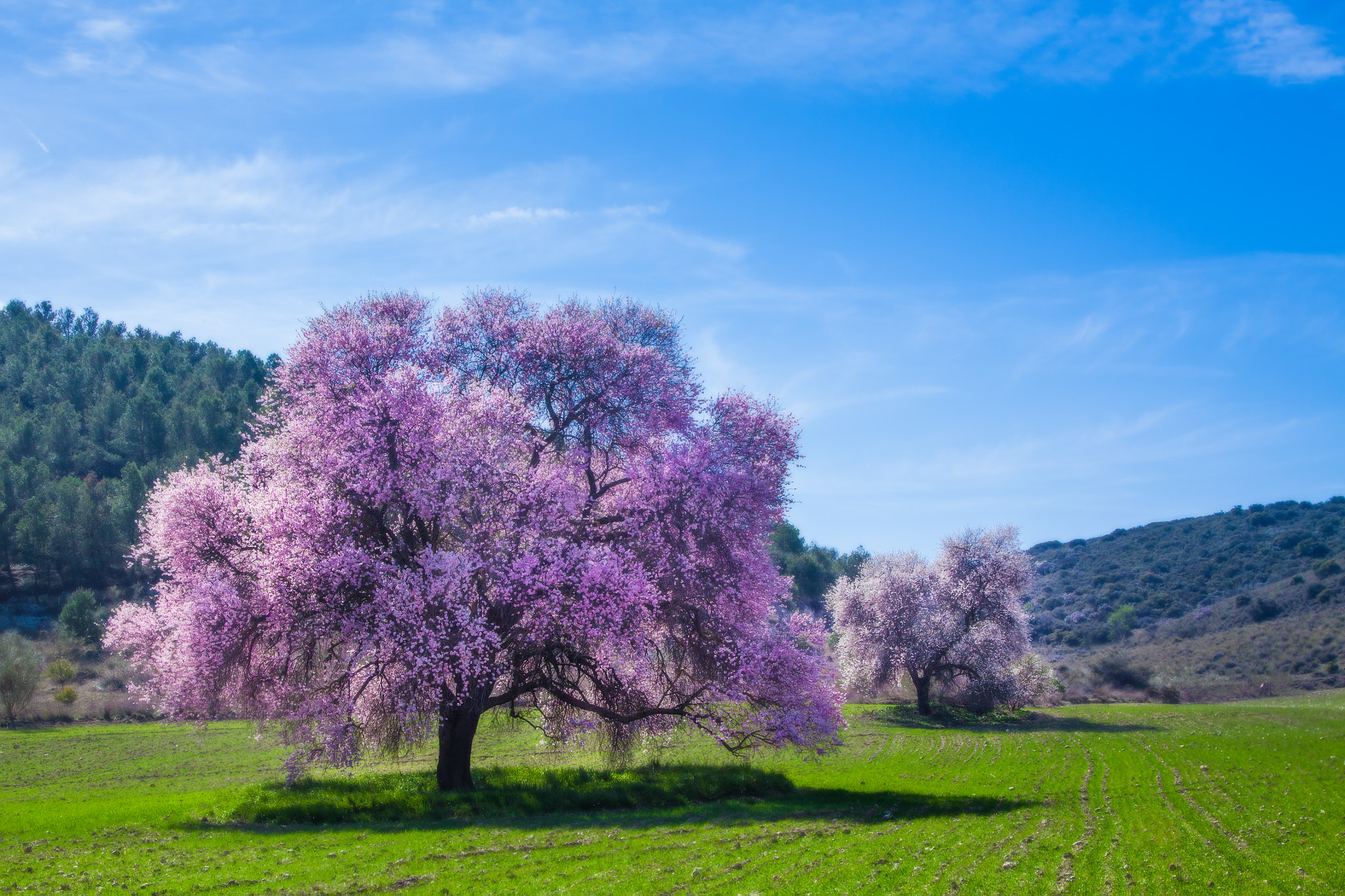 Canon EOS 50D + Canon EF 24-105mm F4L IS USM sample photo. Almendros en flor photography