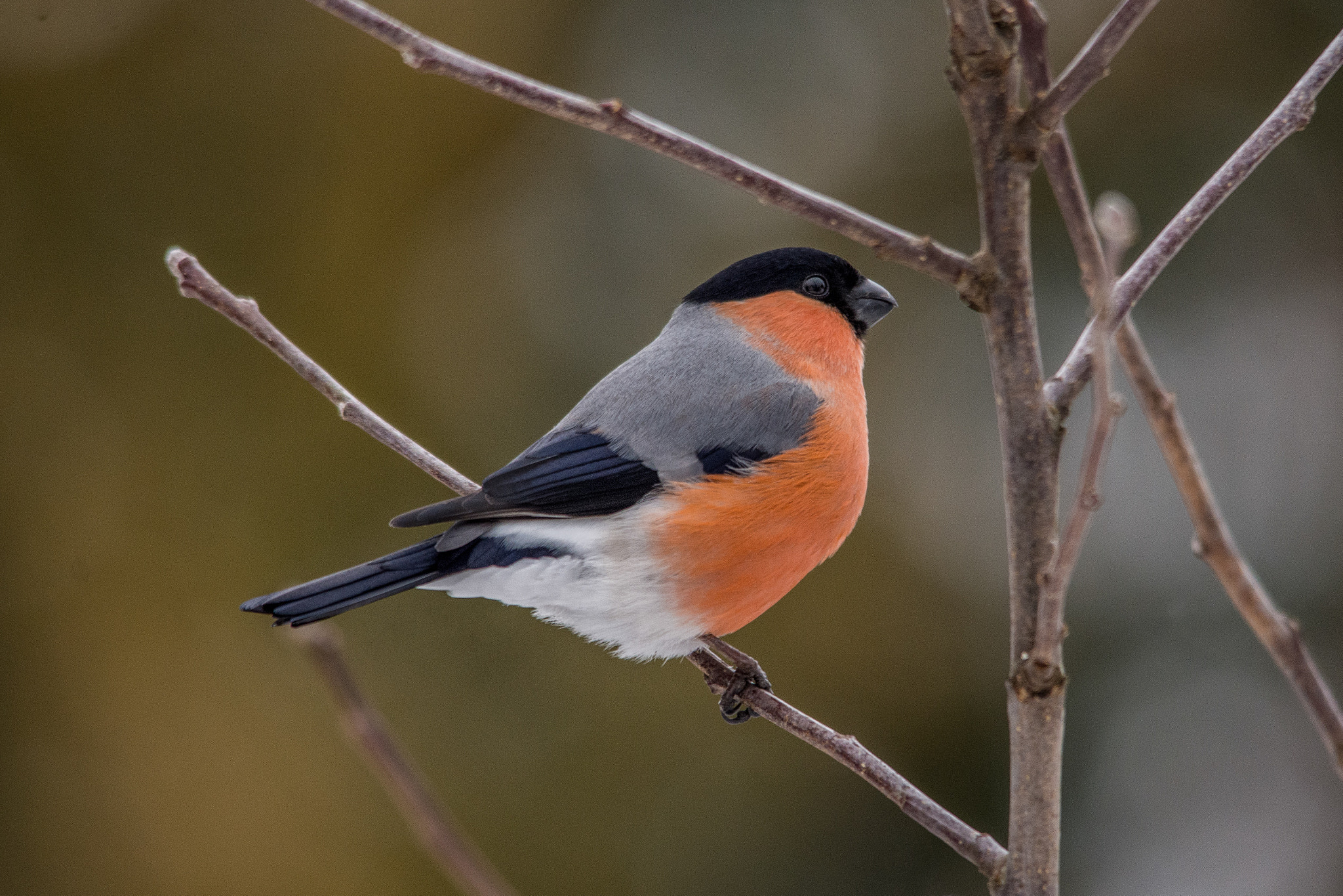 Sigma 150-500mm F5-6.3 DG OS HSM sample photo. Eurasian bullfinch photography