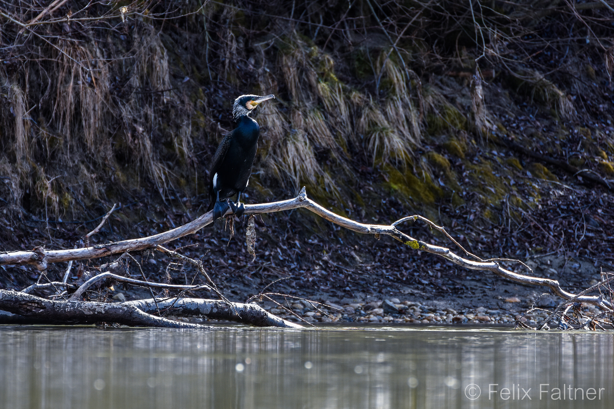 Nikon D7200 sample photo. Patient fisher photography