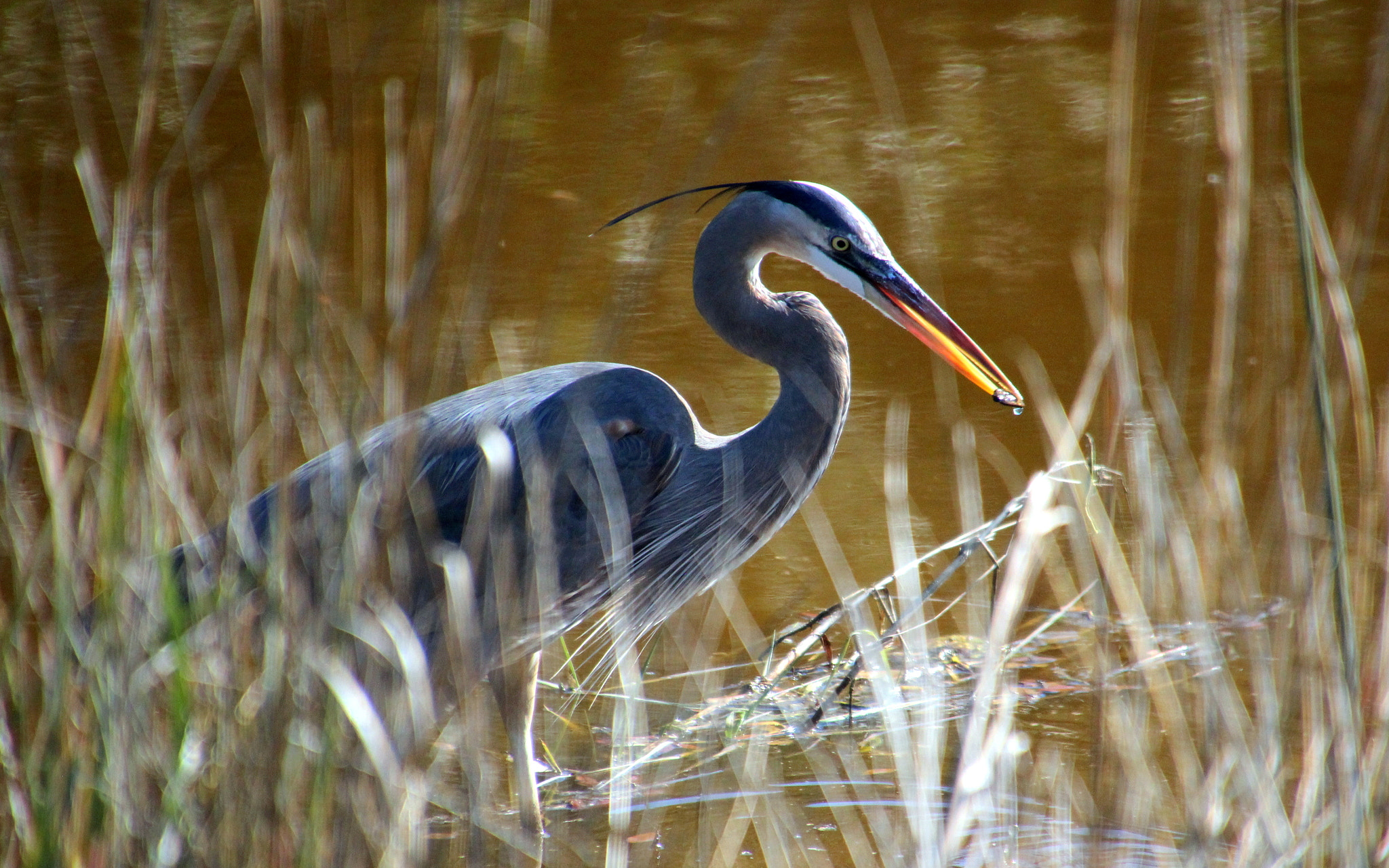 Canon EOS 600D (Rebel EOS T3i / EOS Kiss X5) sample photo. Blue heron photography