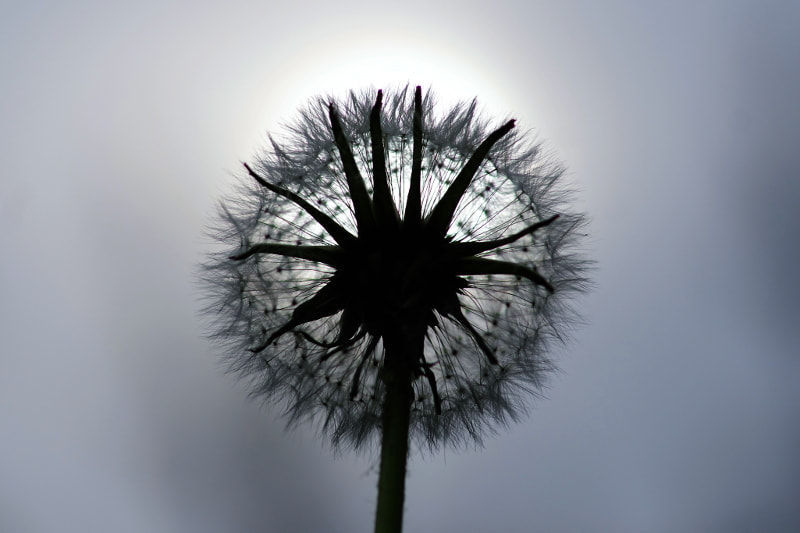 Pentax K-5 II + Sigma sample photo. Dandelion photography