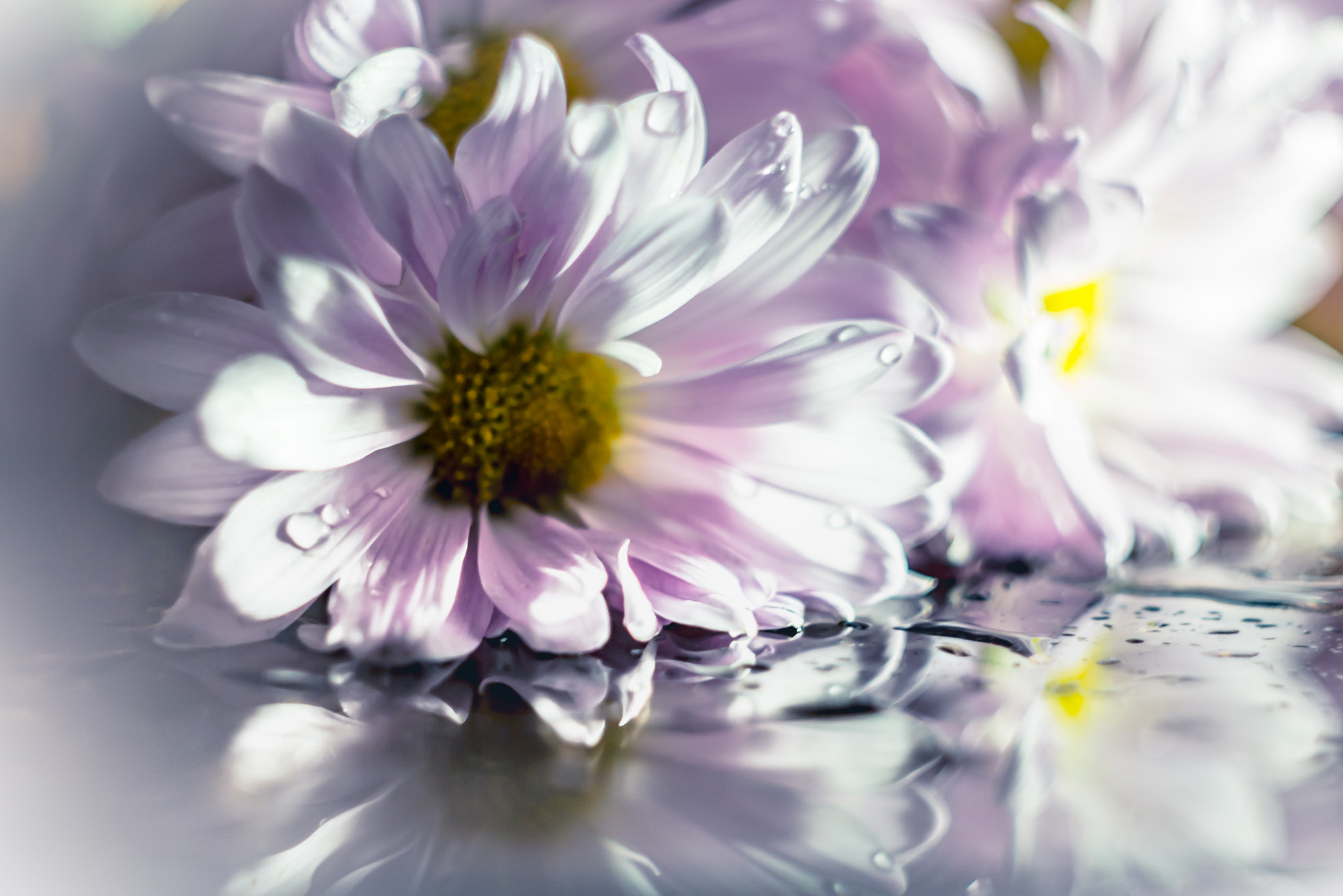 Canon EOS 700D (EOS Rebel T5i / EOS Kiss X7i) sample photo. Flowers photography