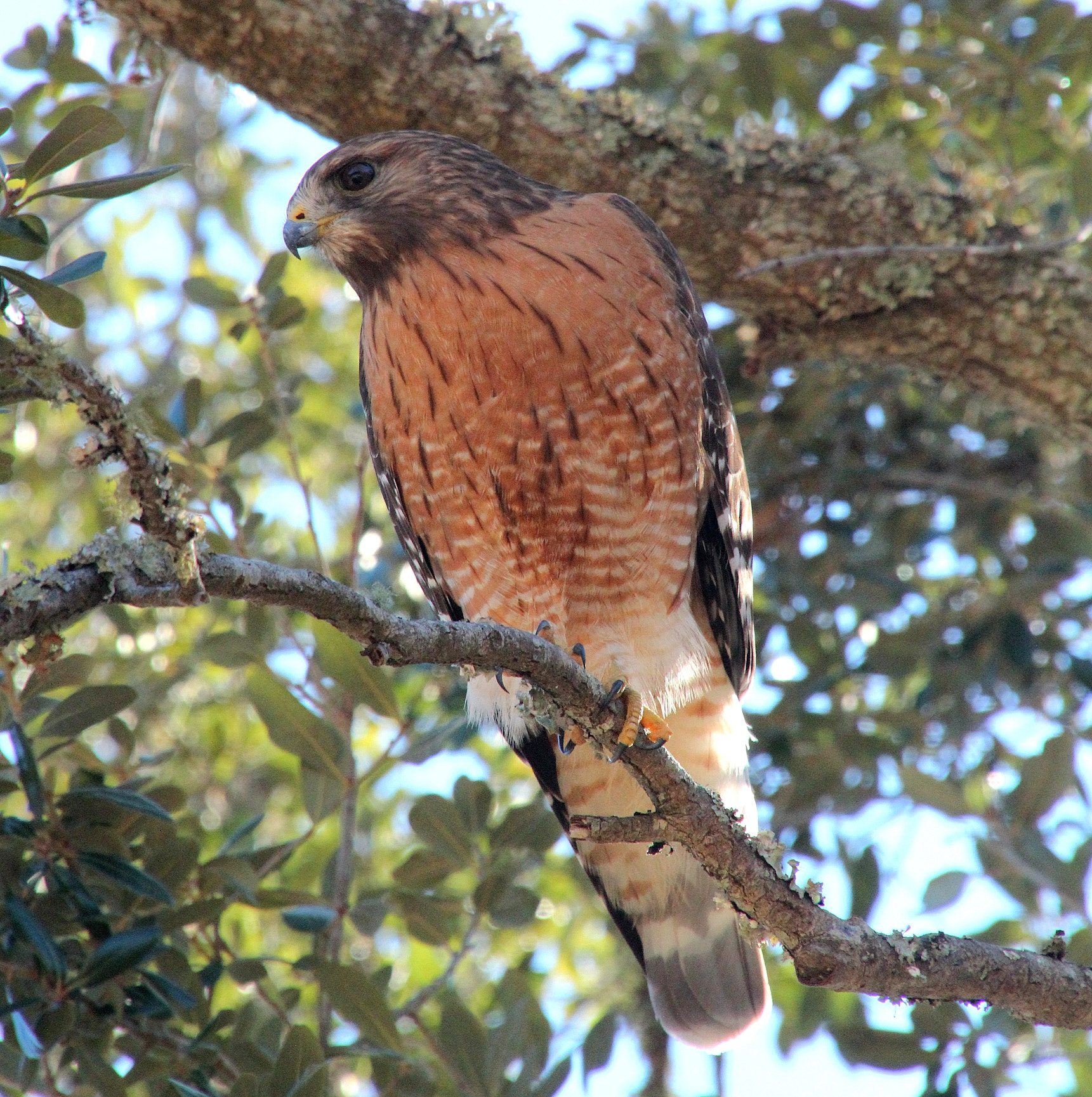 Canon EOS 600D (Rebel EOS T3i / EOS Kiss X5) + Tamron 16-300mm F3.5-6.3 Di II VC PZD Macro sample photo. Red shouldered hawk photography