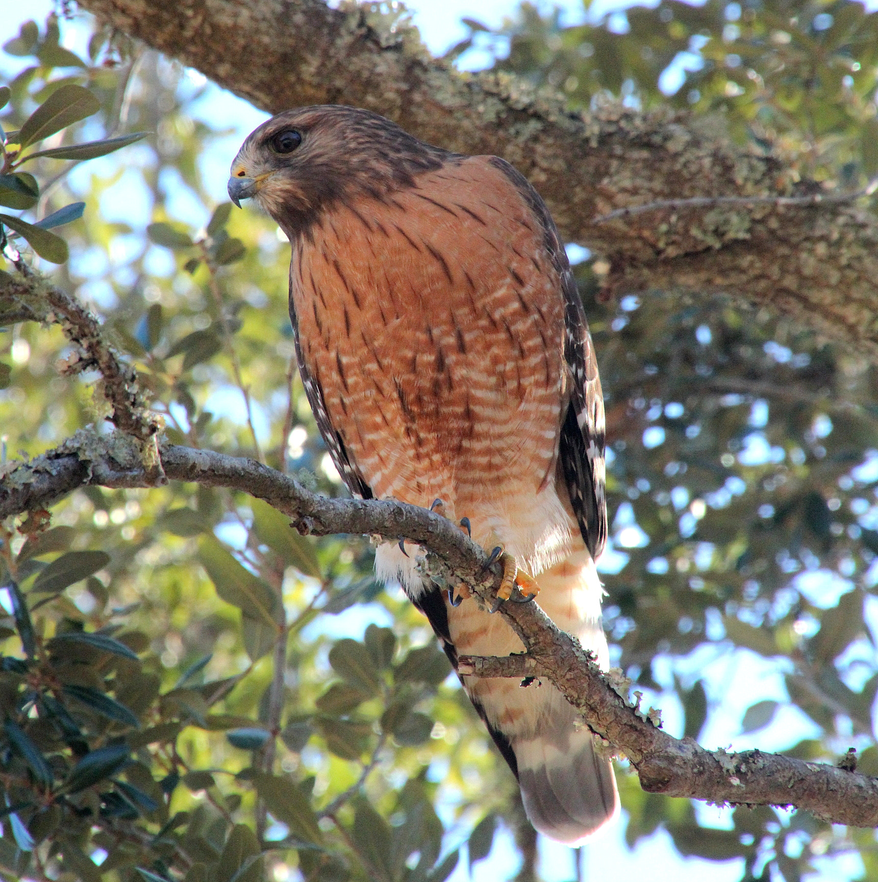 Canon EOS 600D (Rebel EOS T3i / EOS Kiss X5) sample photo. Red shouldered hawk photography