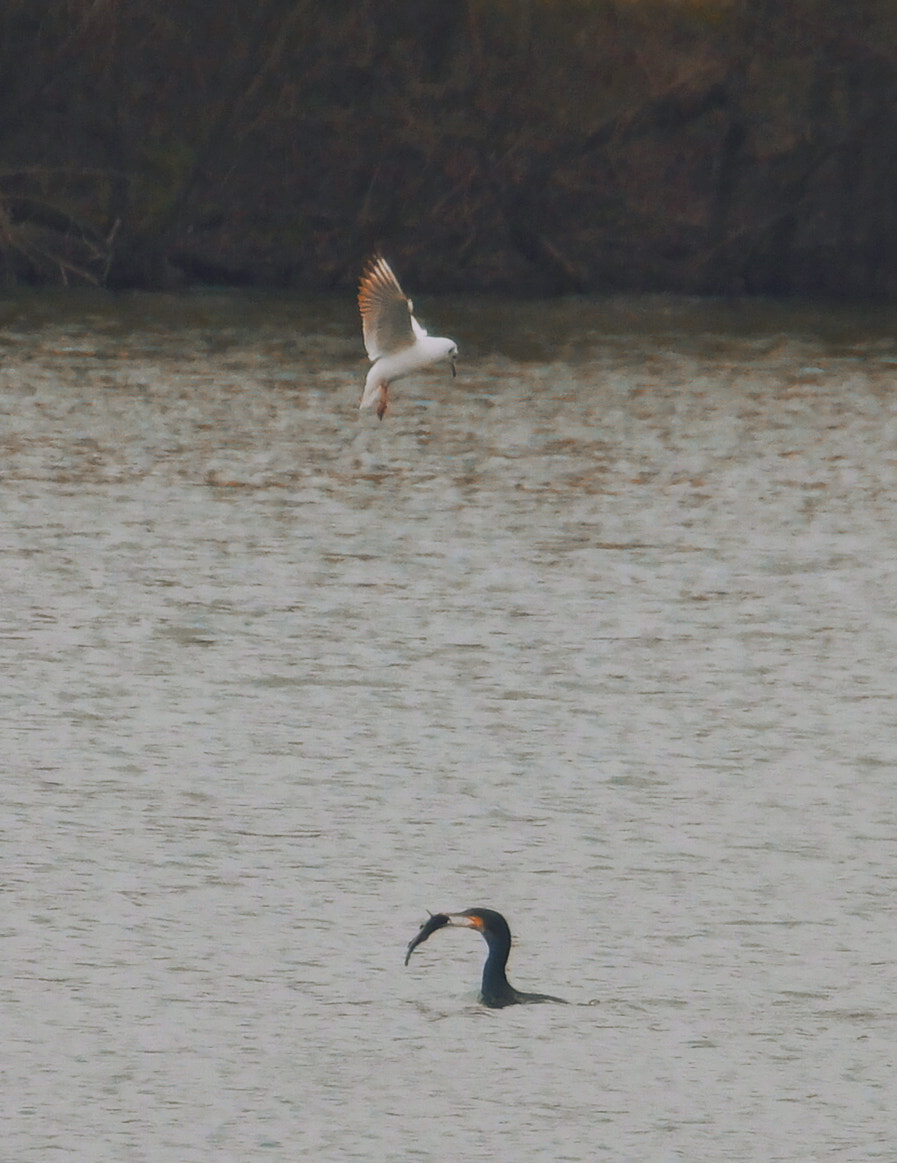 Samsung NX500 + NX 50-200mm F4-5.6 sample photo. Fishing bird photography