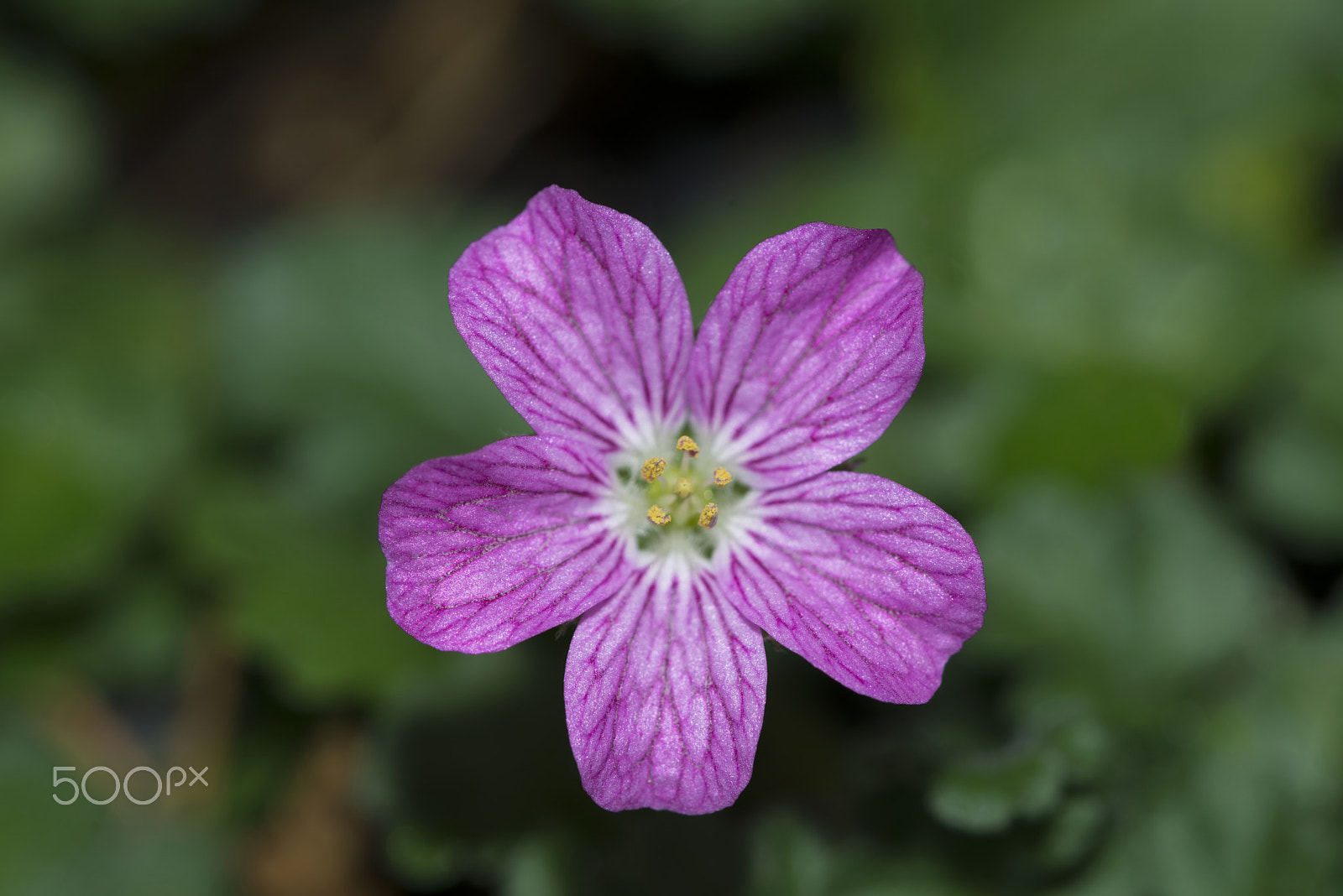 Nikon D800 + Nikon AF Micro-Nikkor 200mm F4D ED-IF sample photo. Pink erodium photography