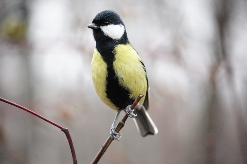 Canon EF-S 55-250mm F4-5.6 IS sample photo. Bird photography