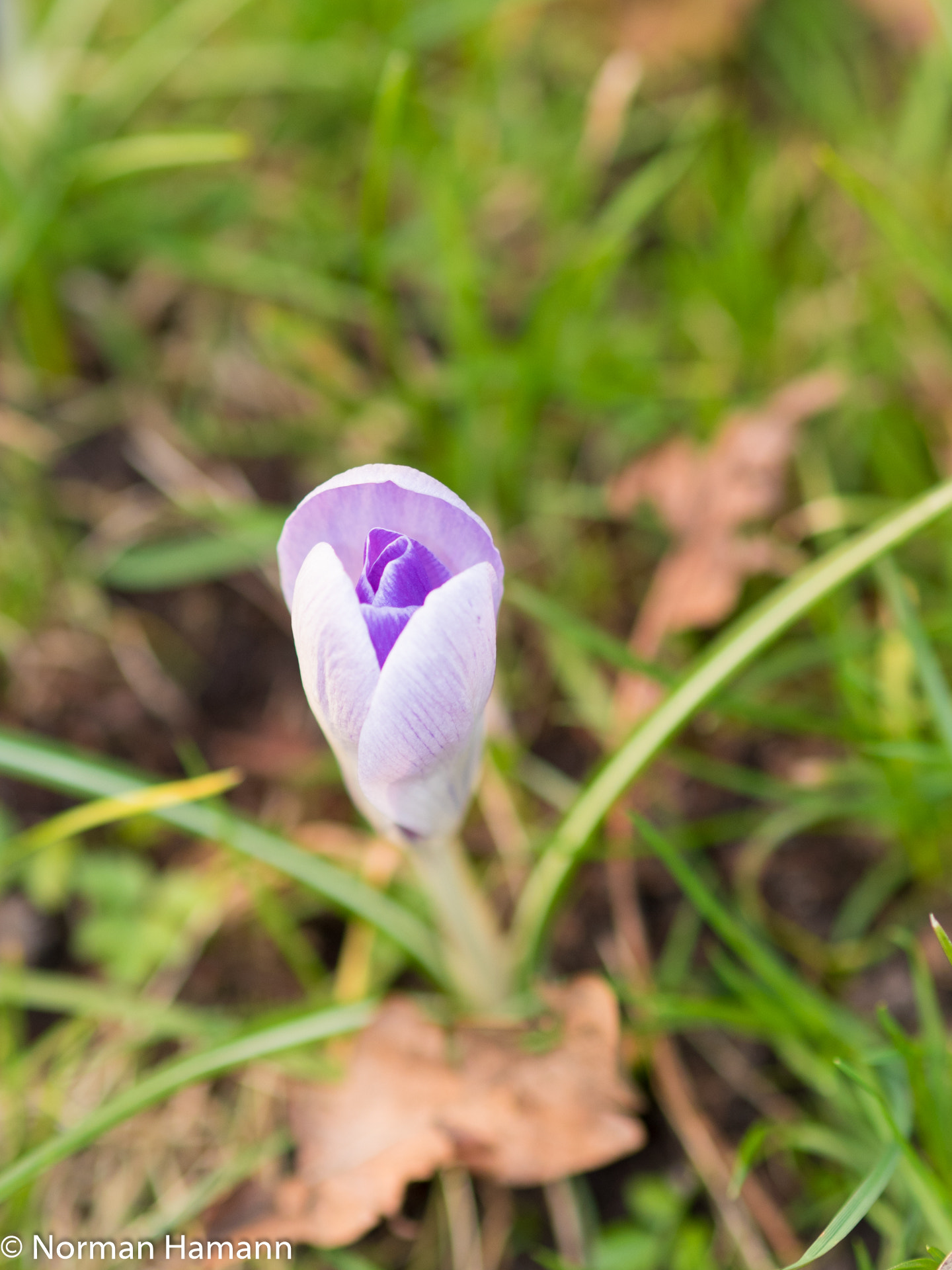 Olympus PEN E-PL7 + Olympus M.Zuiko Digital 45mm F1.8 sample photo. First spring blossom photography