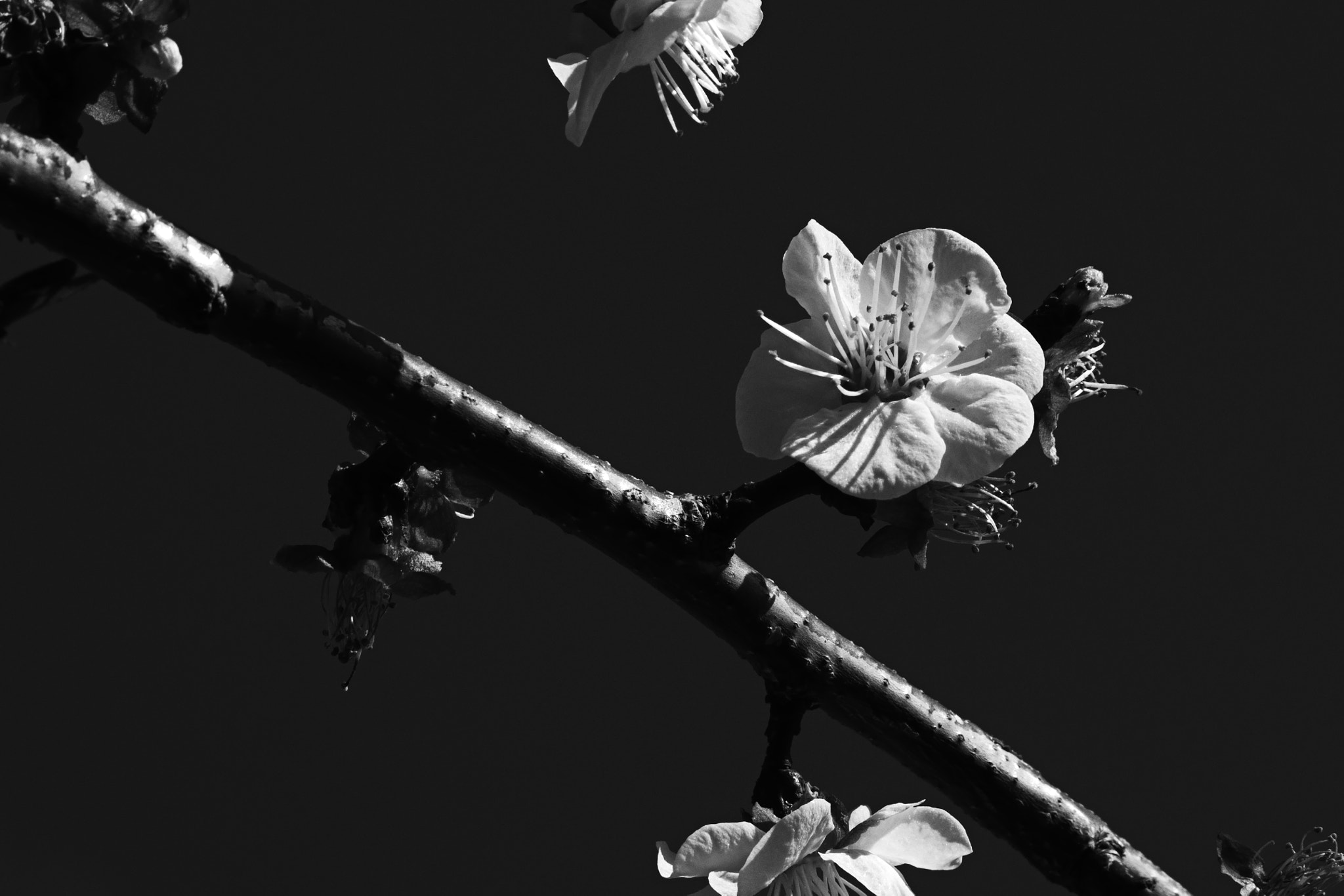 Olympus OM-D E-M10 II sample photo. Ciruelo en flor photography