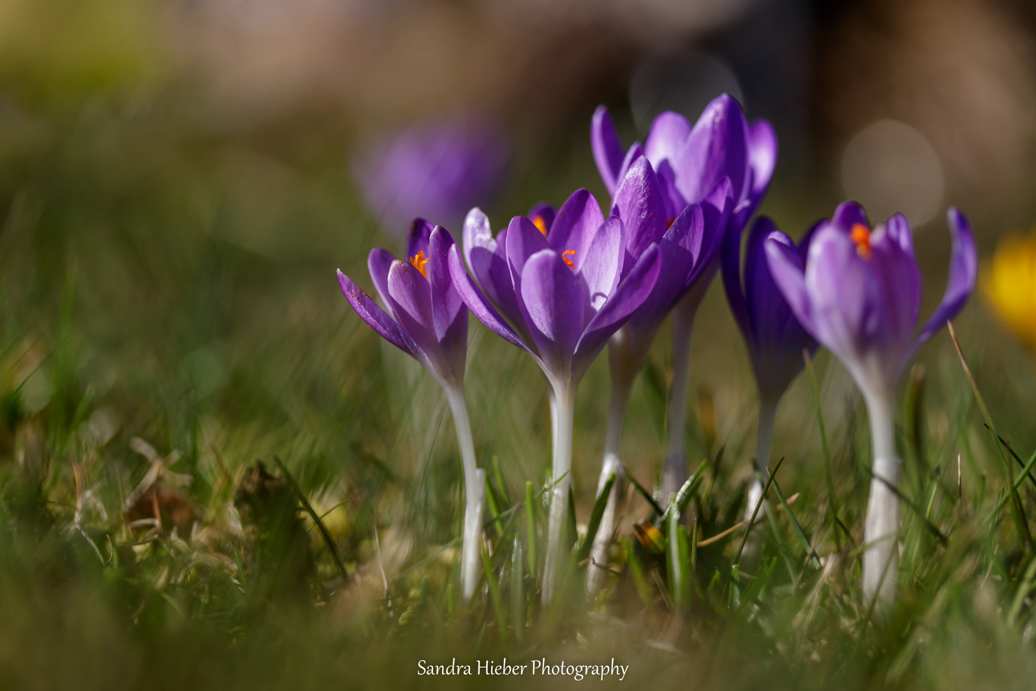 Canon EF-S 60mm F2.8 Macro USM sample photo. Krokusse photography