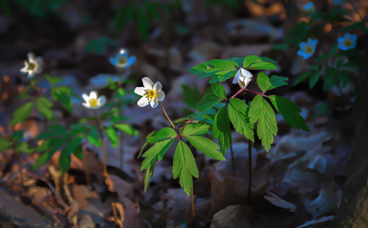 Canon EOS 50D sample photo. Img photography