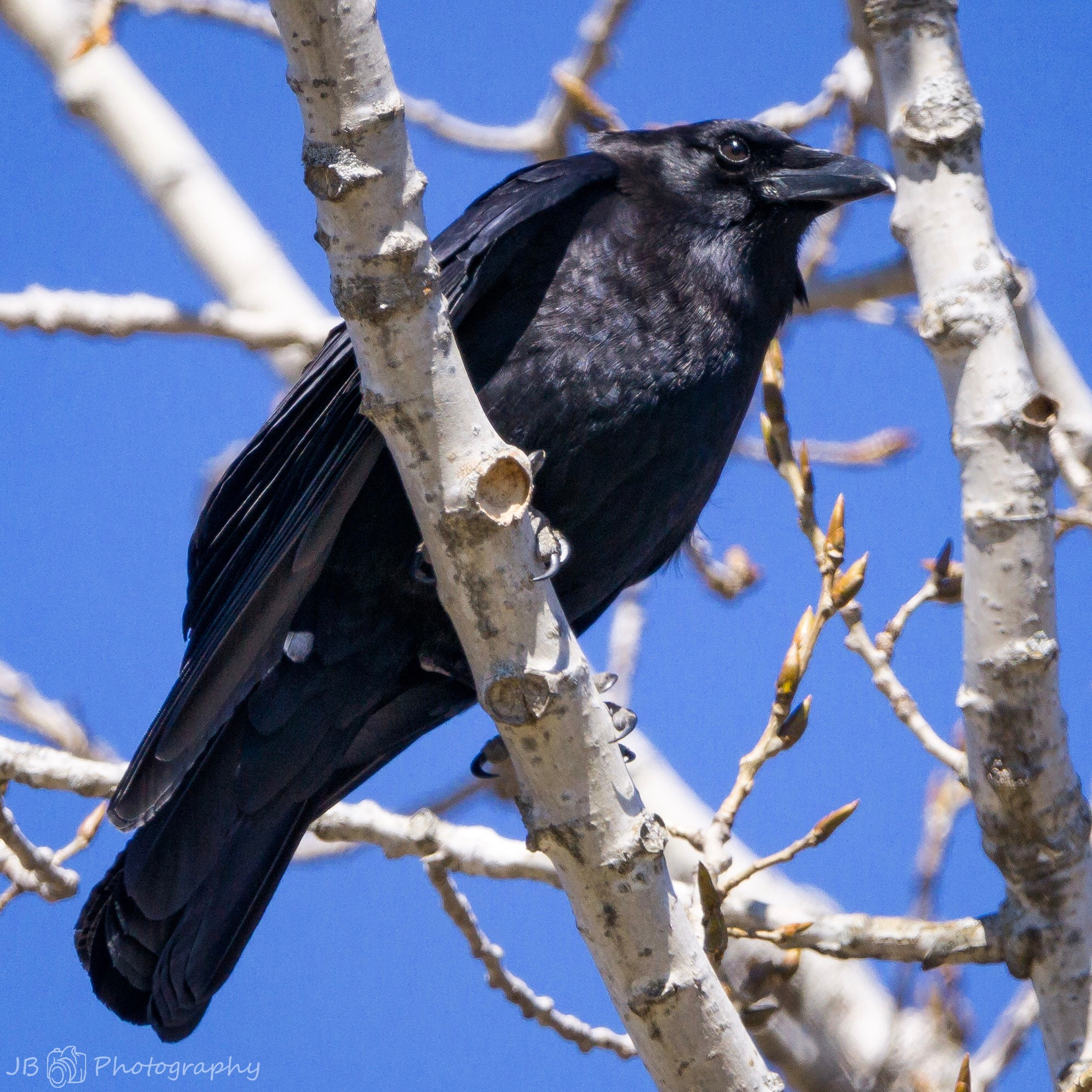 150-600mm F5-6.3 DG OS HSM | Contemporary 015 sample photo. Crow doing what crows do  photography