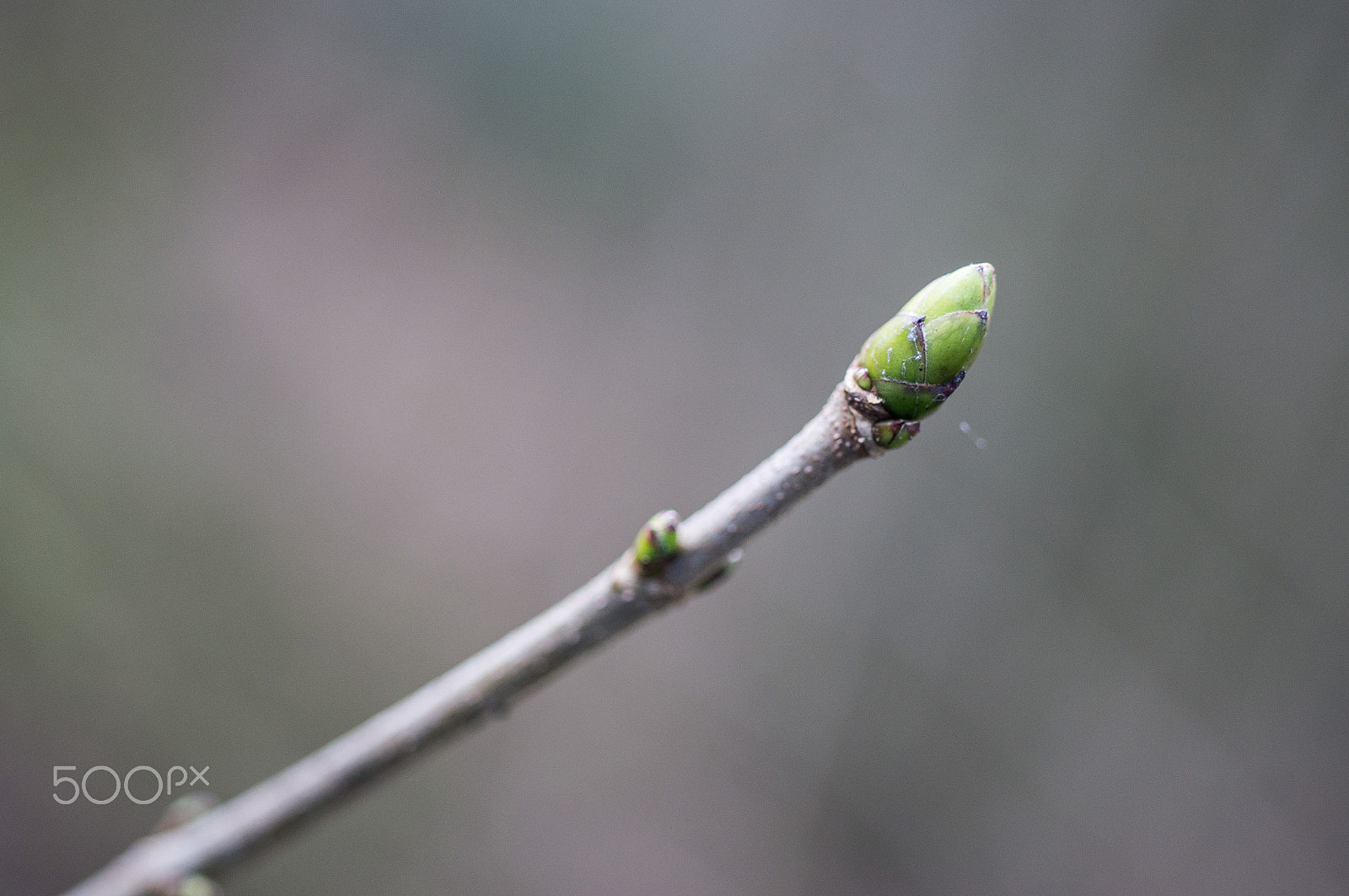 Sony SLT-A55 (SLT-A55V) sample photo. Spring photography