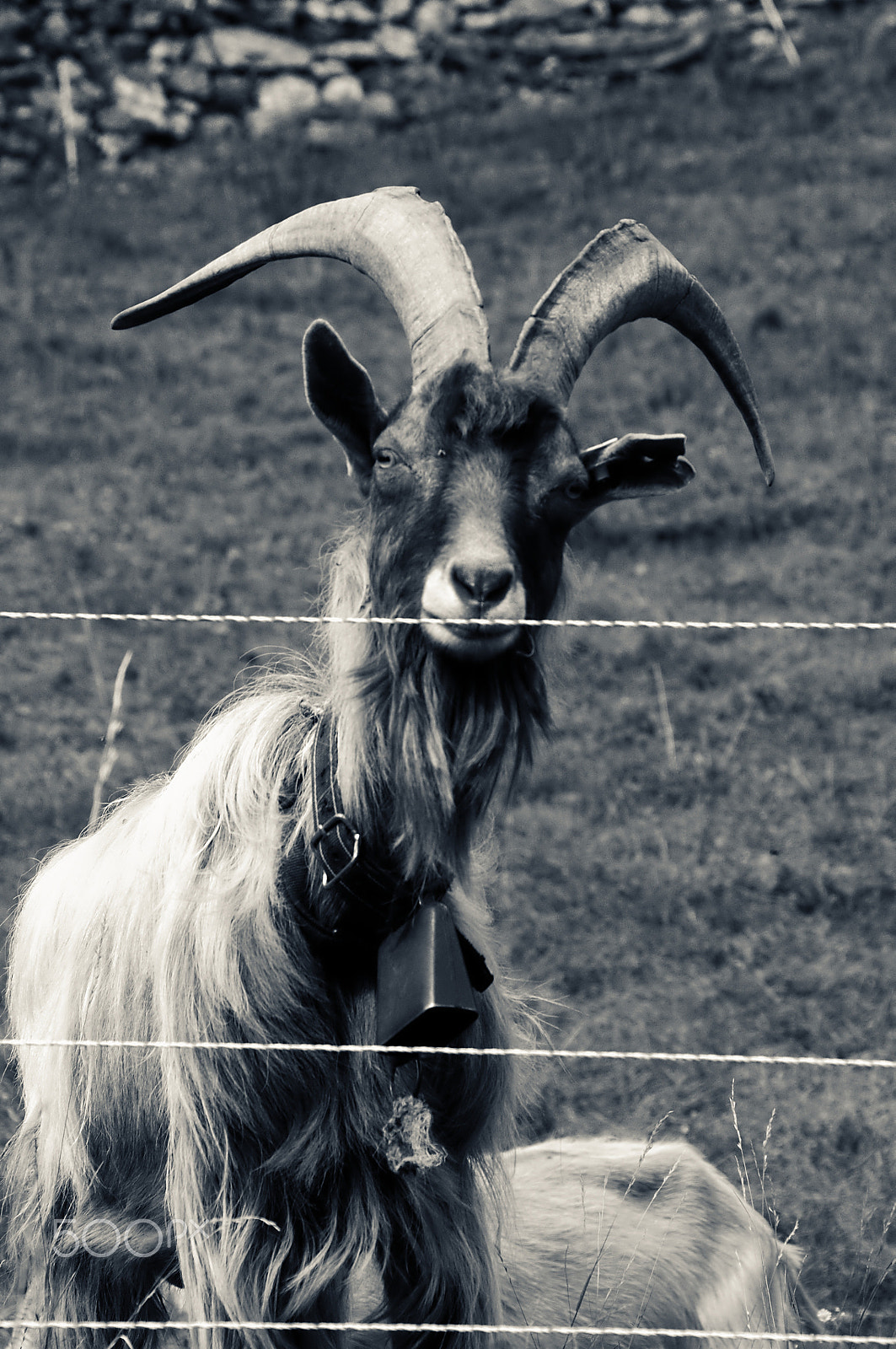 Nikon D300 sample photo. Old man of quinten photography