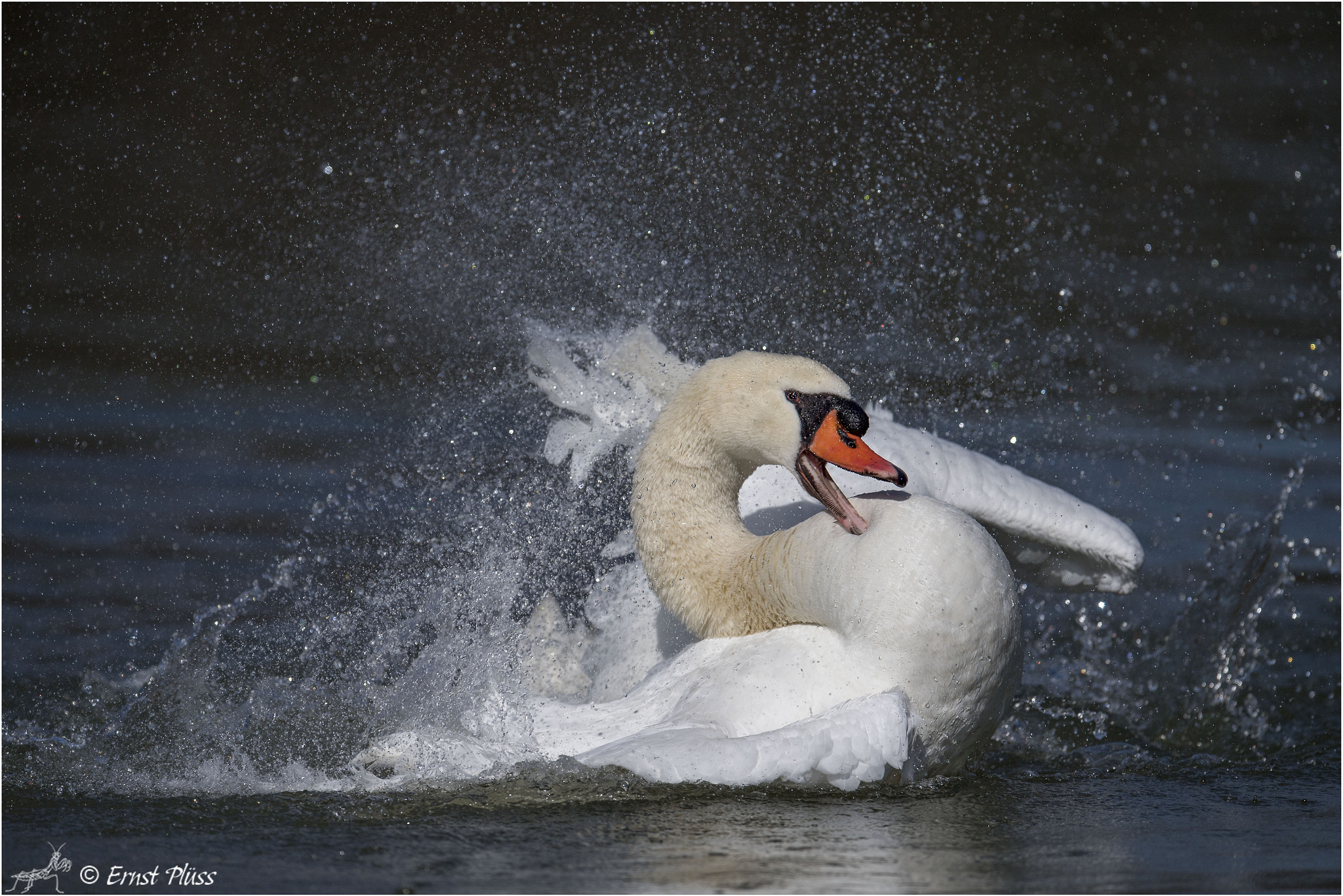 Nikon AF-S Nikkor 600mm F4E FL ED VR sample photo. Mute swan photography