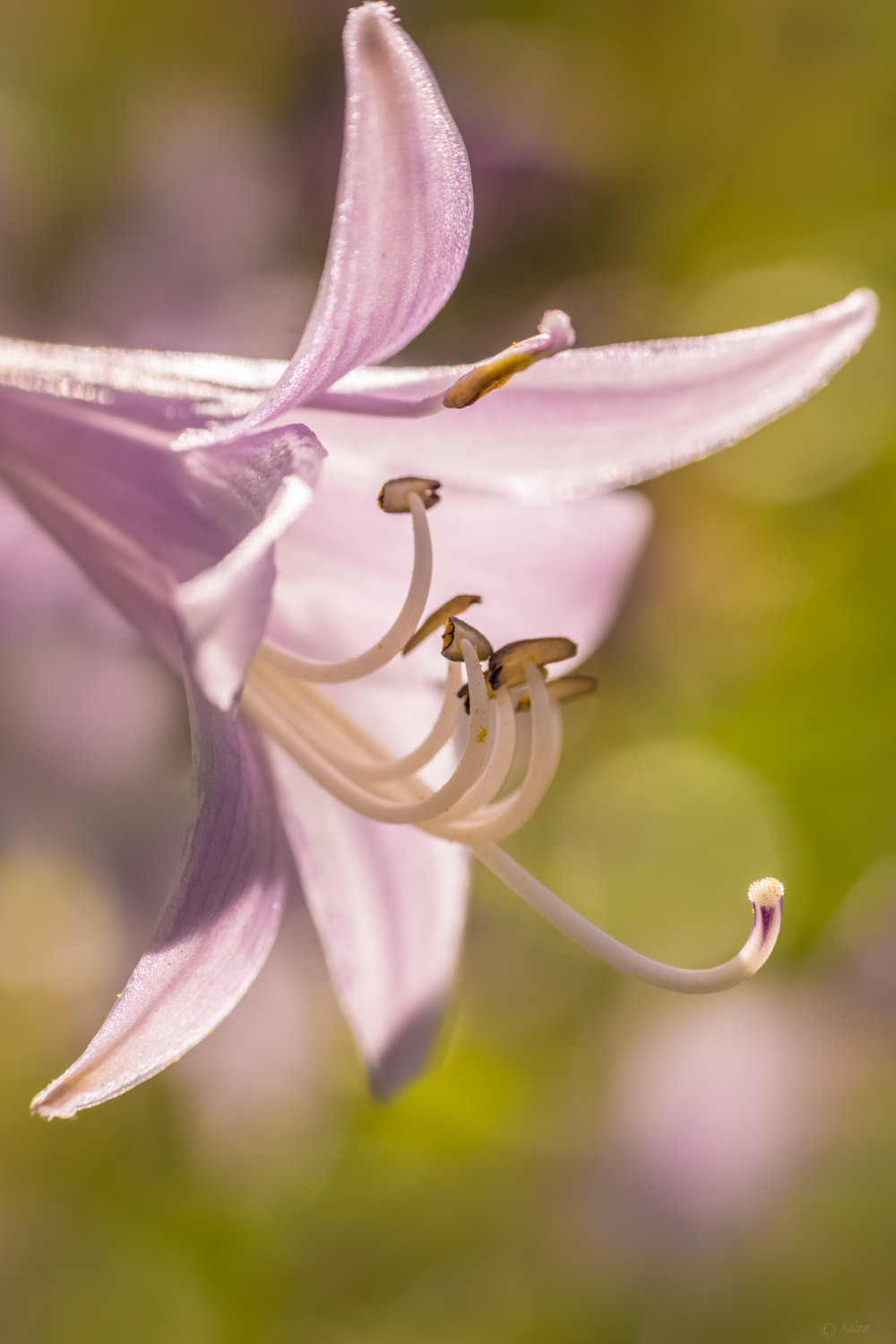 Tamron AF 55-200mm F4-5.6 Di II LD Macro sample photo. Blossom of hosta fortunei albopicta photography