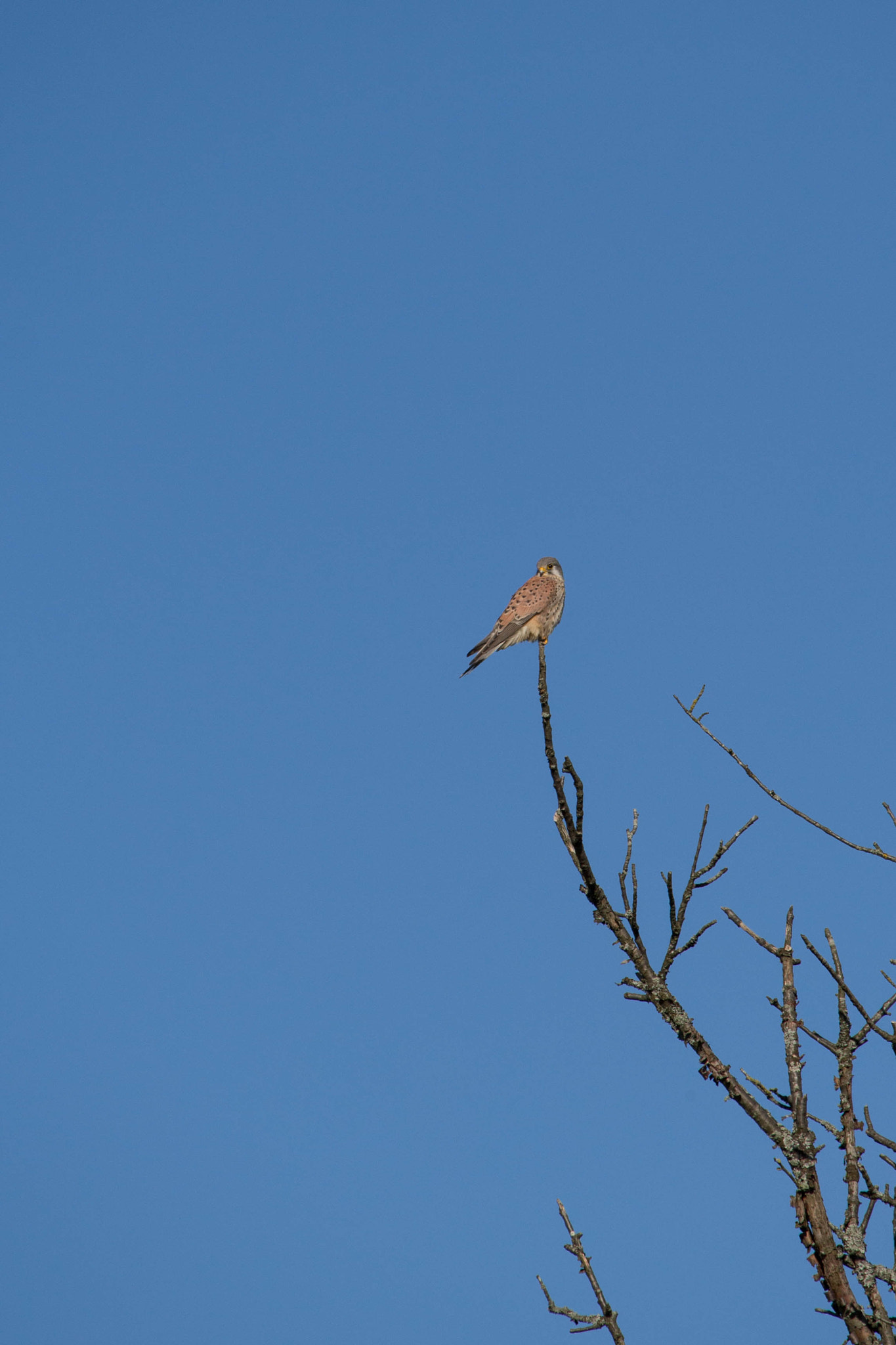 Canon EF-S 55-250mm F4-5.6 IS STM sample photo. Bird photography