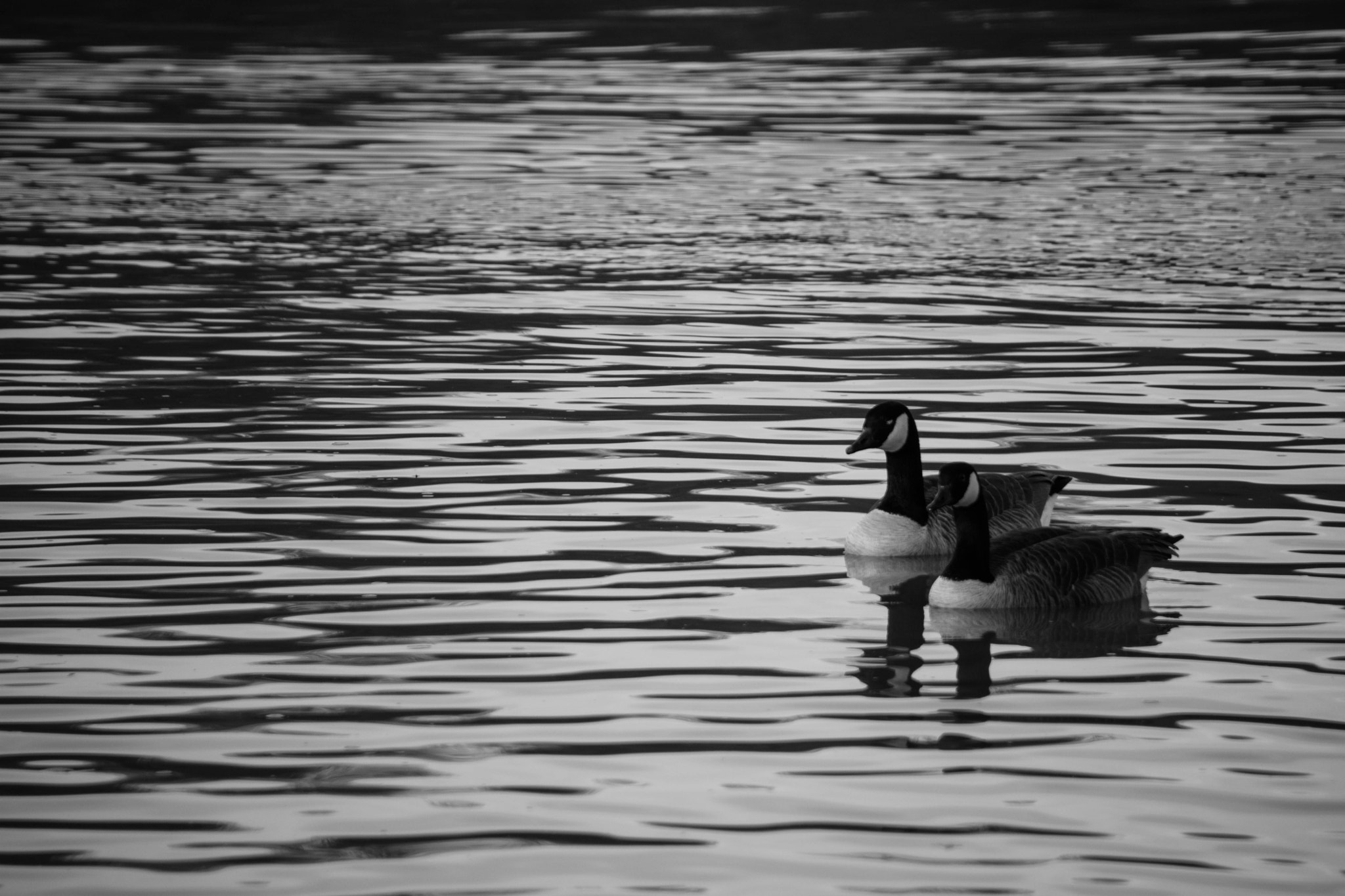 Nikon D7200 sample photo. Buds photography