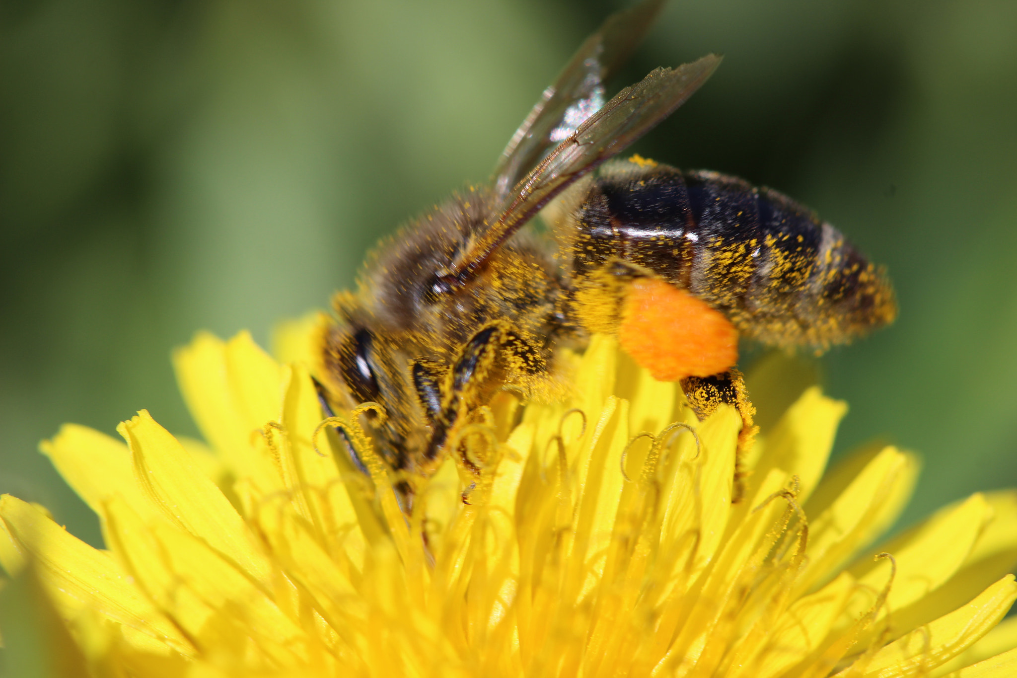 Canon EF 100mm F2.8 Macro USM sample photo. Full of pollen photography