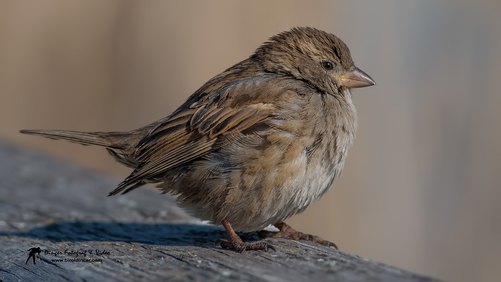 Canon EOS 70D + Canon EF 400mm F5.6L USM sample photo. Serçe photography