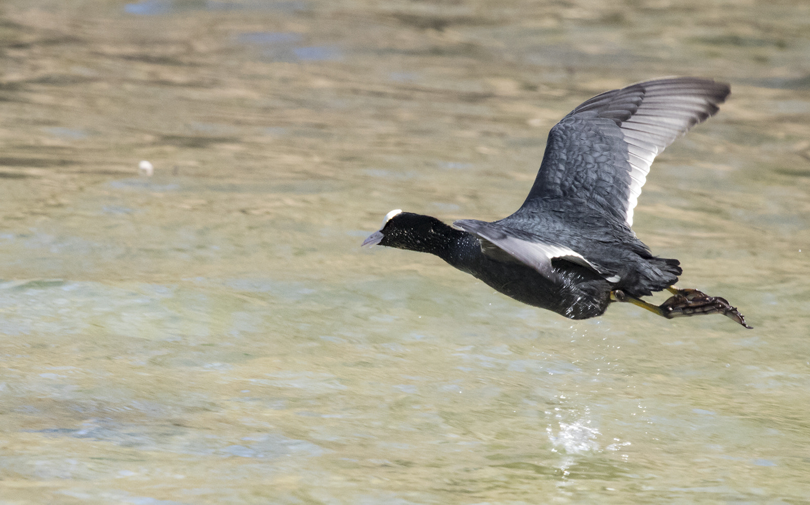 Canon EF 100-400mm F4.5-5.6L IS USM sample photo. Folaga photography