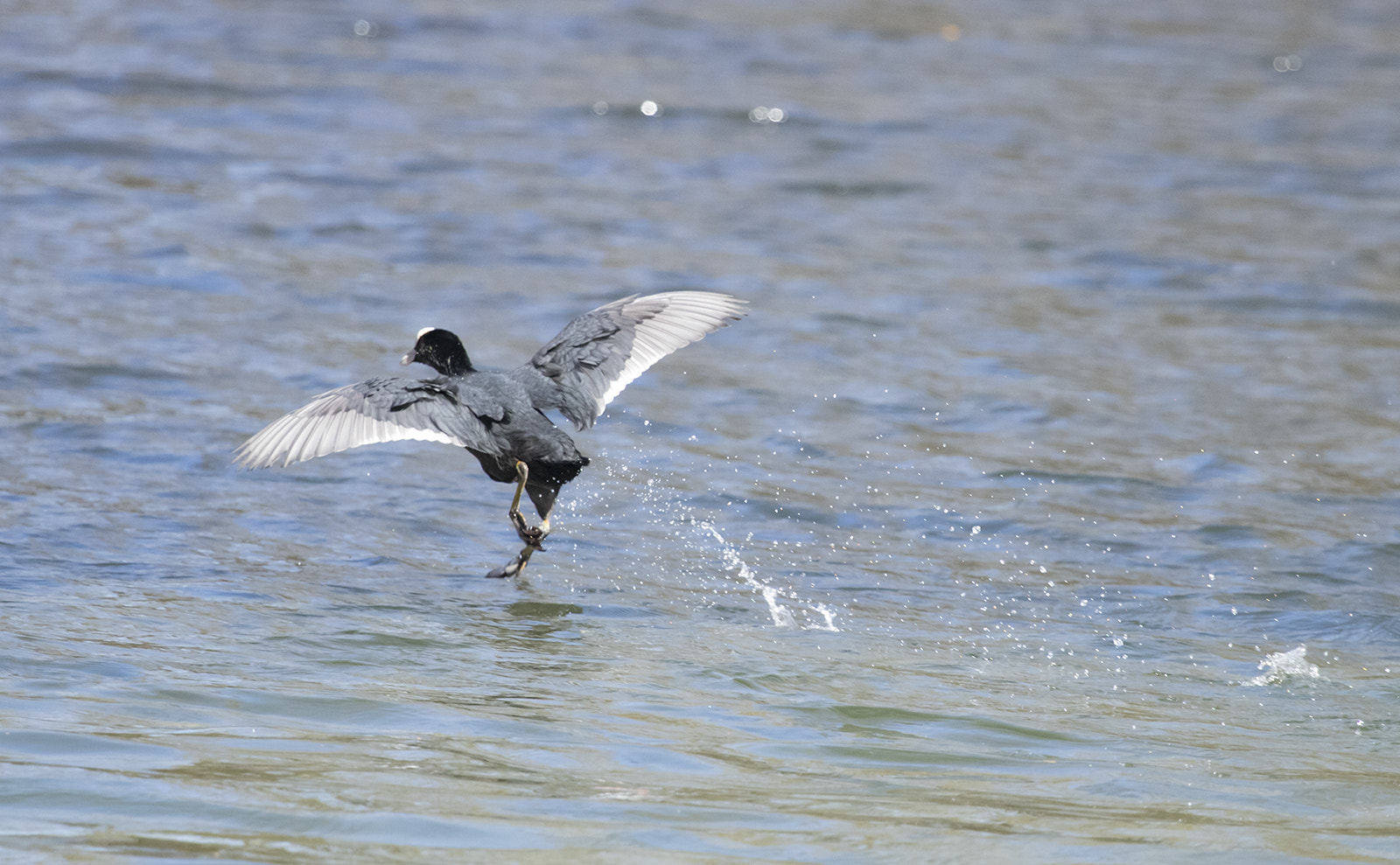 Canon EF 100-400mm F4.5-5.6L IS USM sample photo. Folaga-1 photography