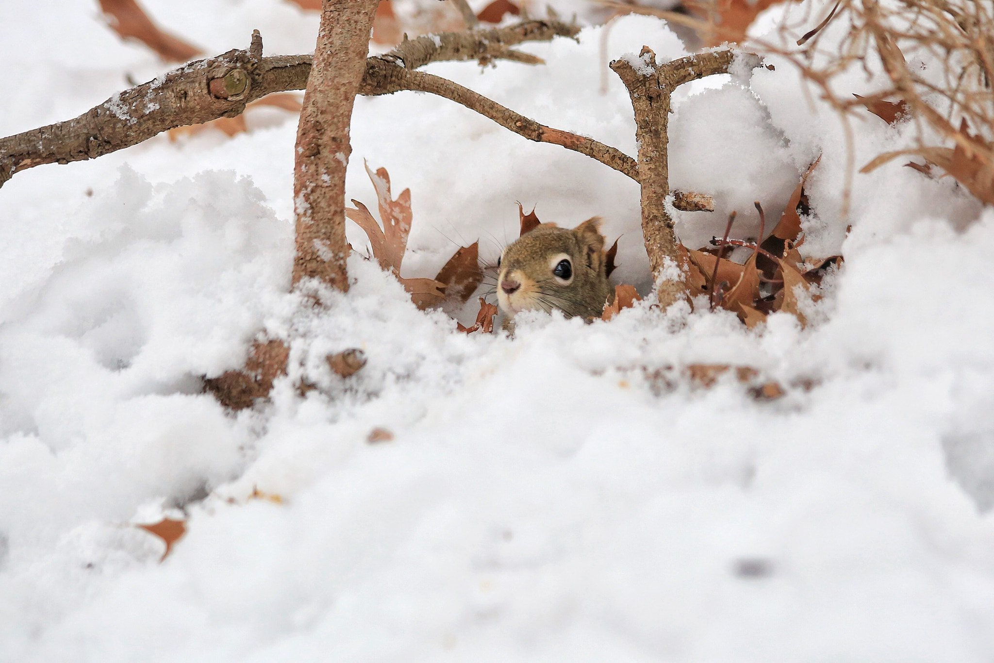 Canon EF 70-300mm F4-5.6 IS USM sample photo