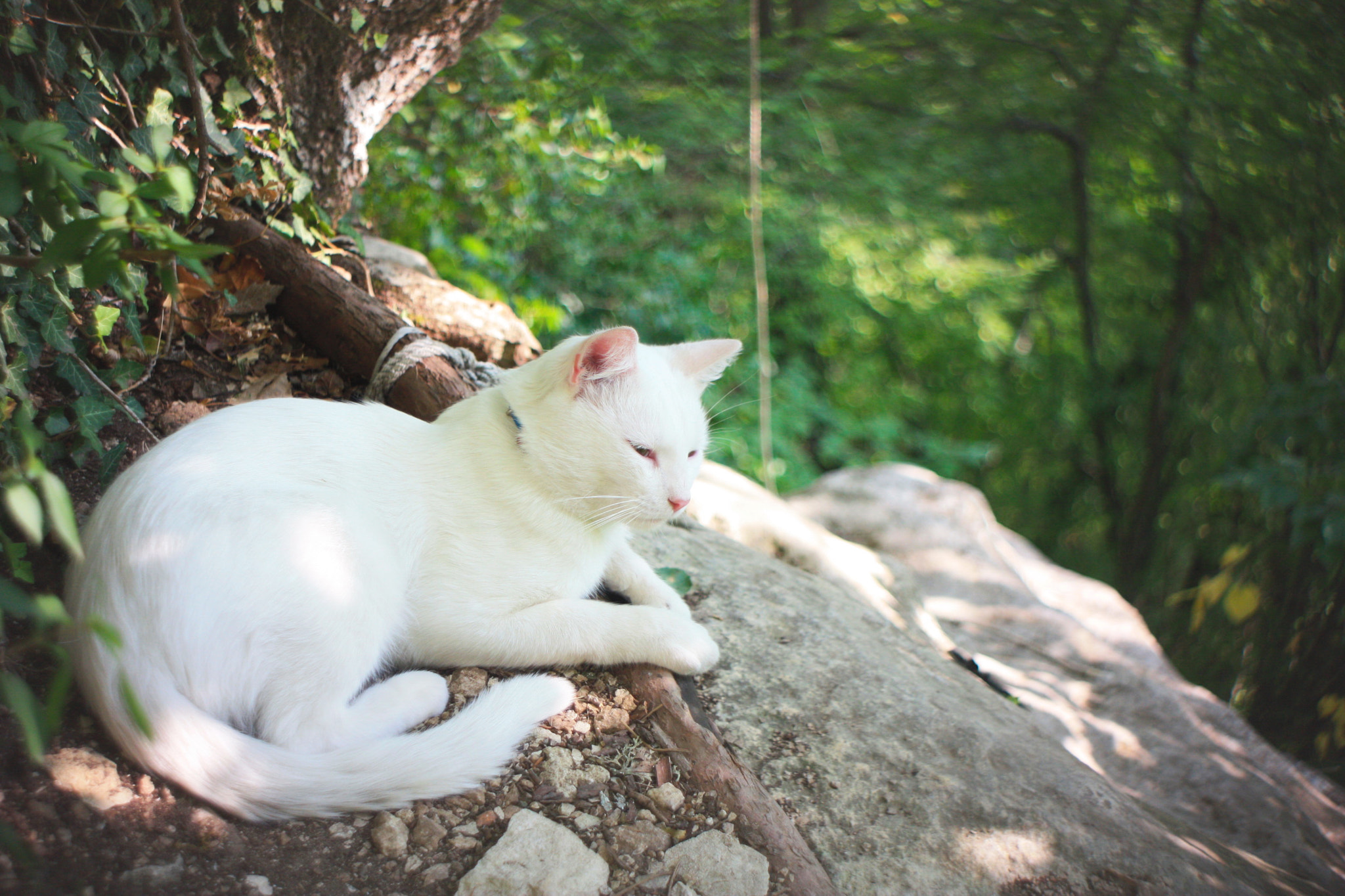 Canon EF 35-80mm f/4-5.6 sample photo. Cat in wonderland photography