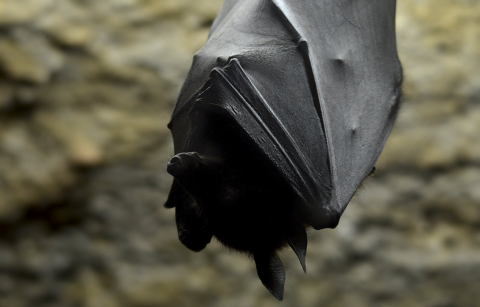 Nikon D7000 + Sigma 150-500mm F5-6.3 DG OS HSM sample photo. Bat photography