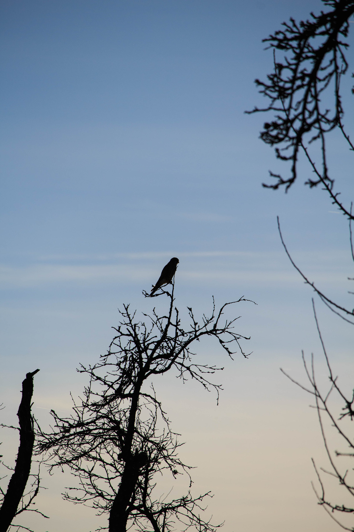 Canon EF-S 55-250mm F4-5.6 IS STM sample photo. Feld photography